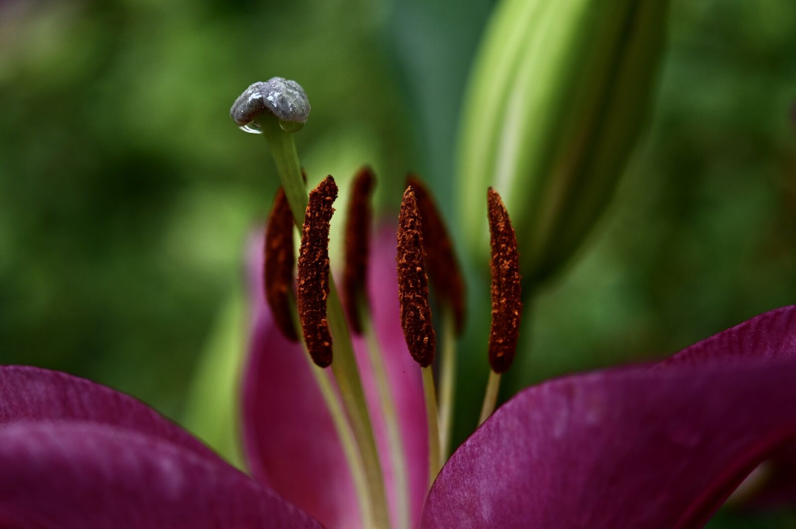 Nikon Z6 sample photo. Lily, pollen, stamen photography