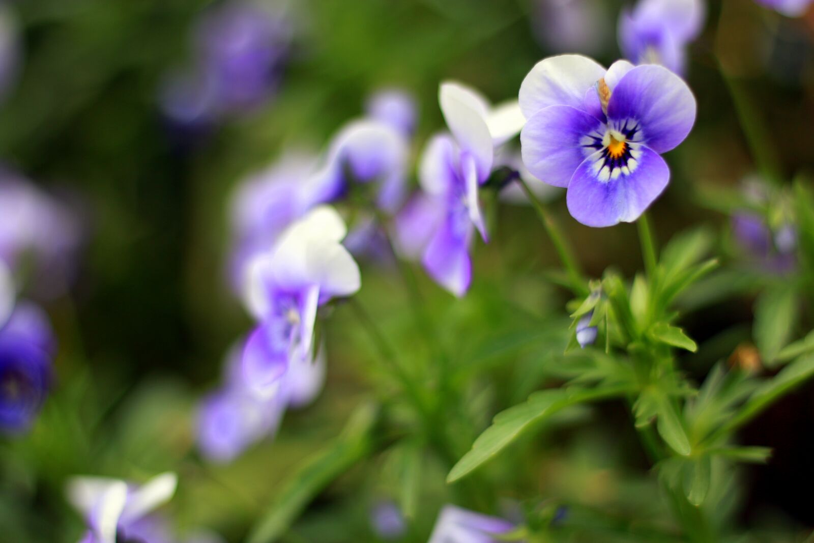 Canon EOS 70D + Canon EF 50mm F1.8 STM sample photo. Pansy, purple, flower photography