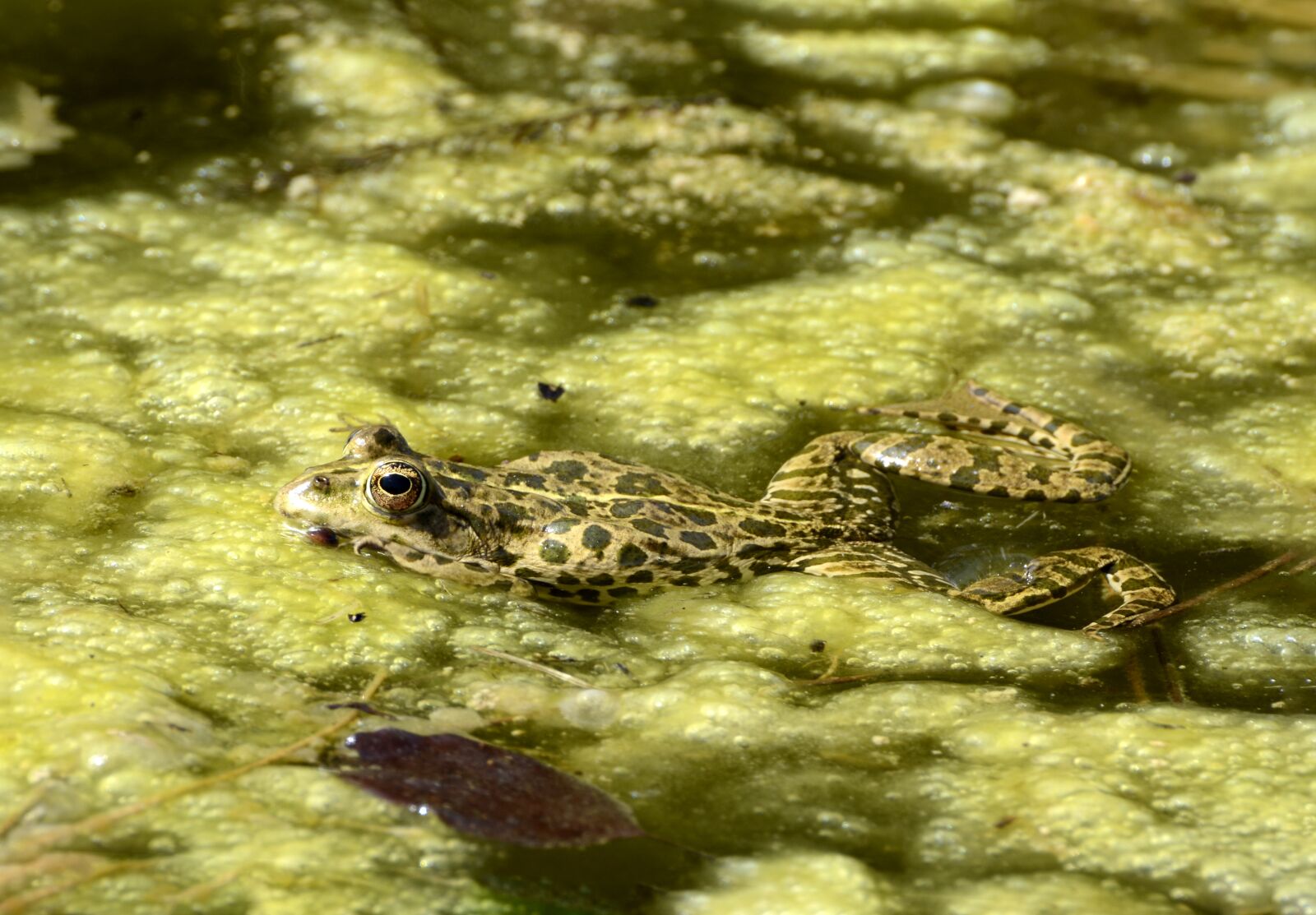 Nikon D7100 sample photo. Frog, animal, nature photography