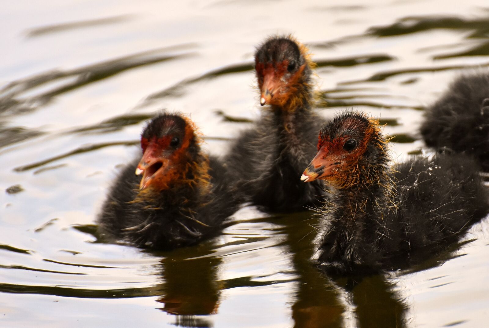 Nikon D7200 sample photo. Coots, chicks, waters photography