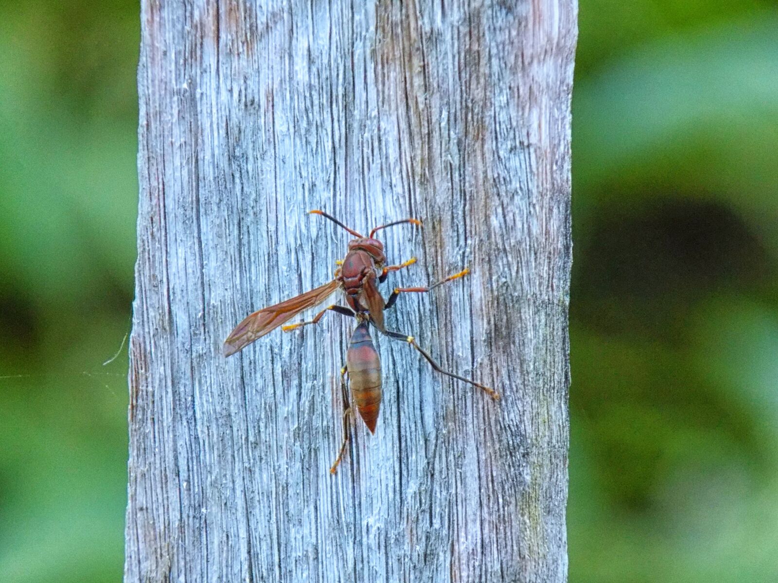 Nikon COOLPIX L330 sample photo. Wasp, insect, bee photography