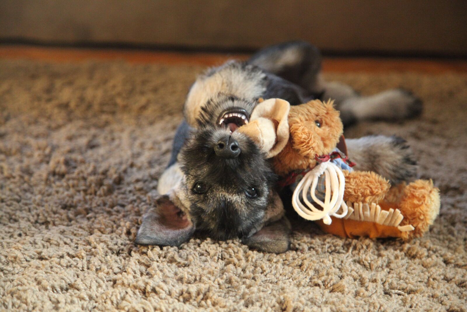 Canon EOS 5D Mark II sample photo. Schnauzer, dog, pet photography