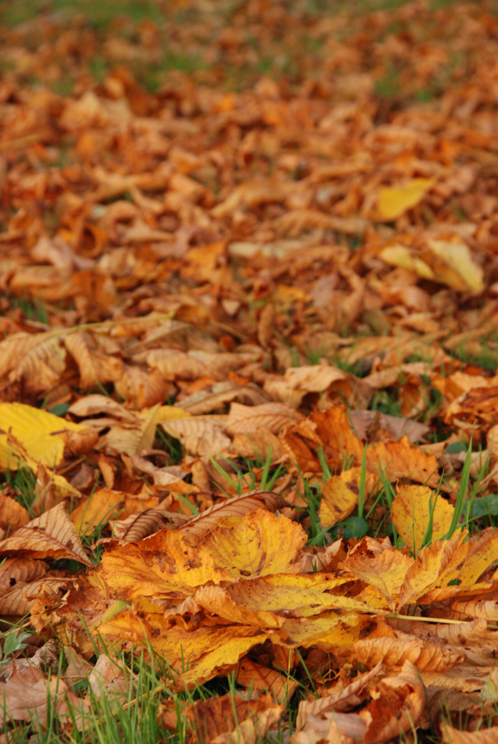 Nikon D80 sample photo. Autumn, sheet, leaves photography
