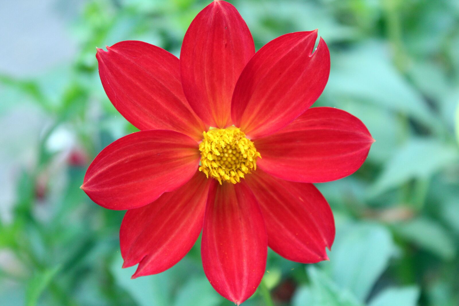 Canon EOS 1200D (EOS Rebel T5 / EOS Kiss X70 / EOS Hi) sample photo. Dahlia mignon, dahlia pinnata photography