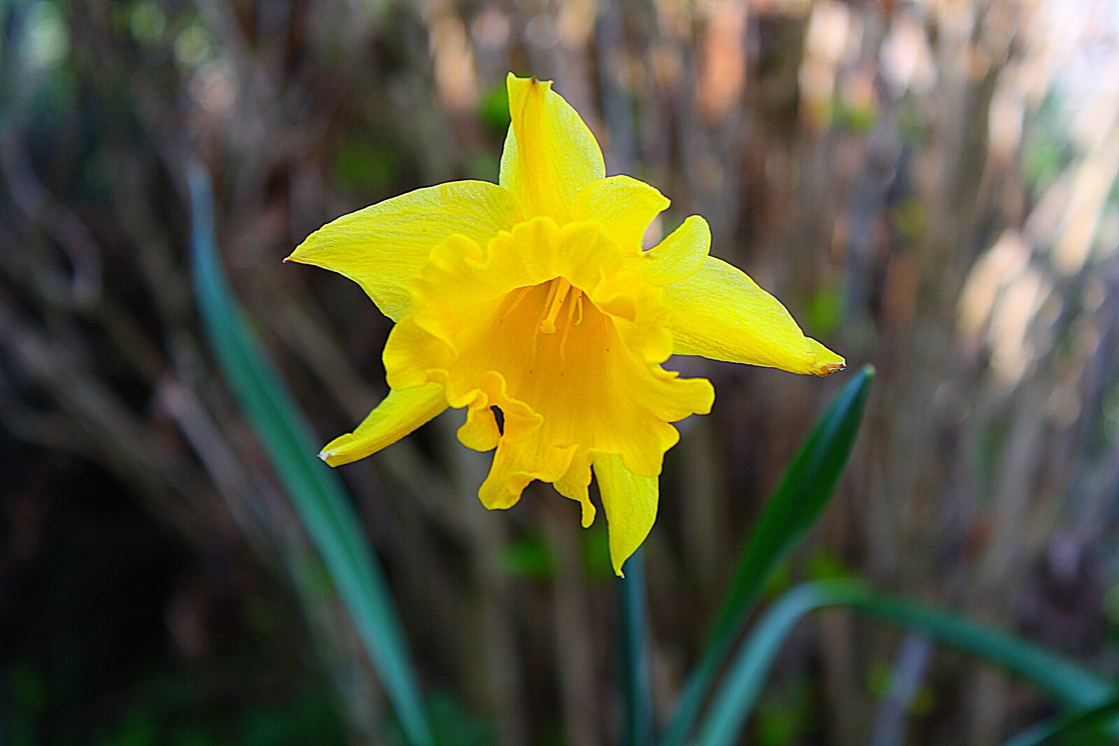 Canon EOS 1000D (EOS Digital Rebel XS / EOS Kiss F) sample photo. Flower, plant, blossom photography