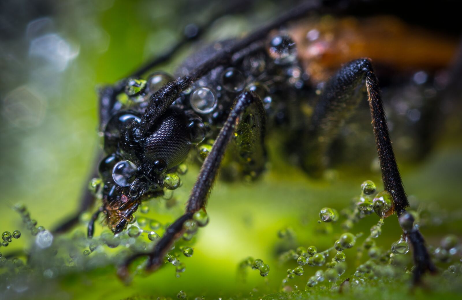 #124 65/2.8 sample photo. Insect, bespozvonochnoe, nature photography