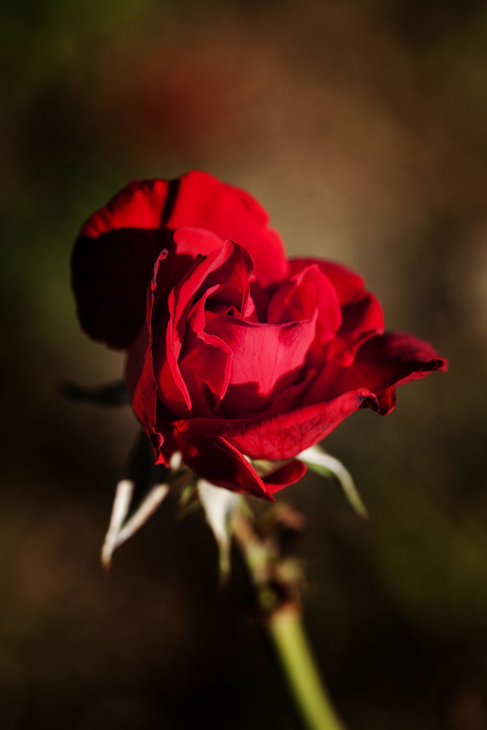 Canon EOS 5D Mark II sample photo. Rose, red, flower photography