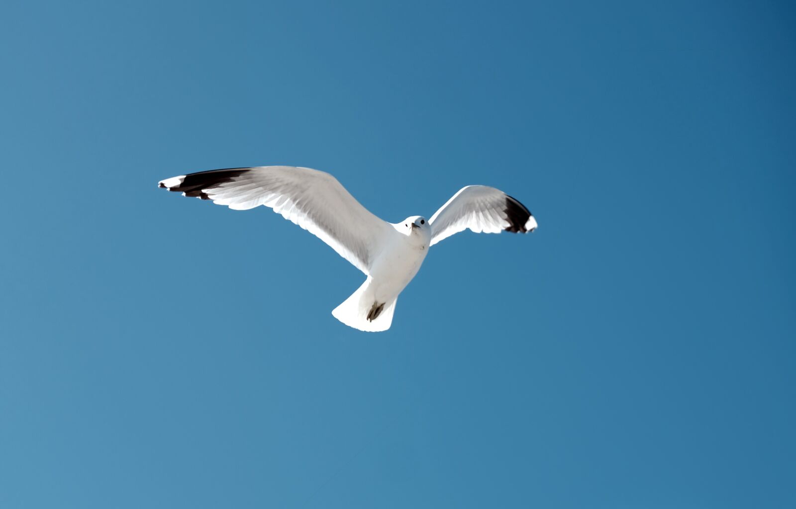 Fujifilm X-T20 sample photo. Seagull, bird, blue sky photography