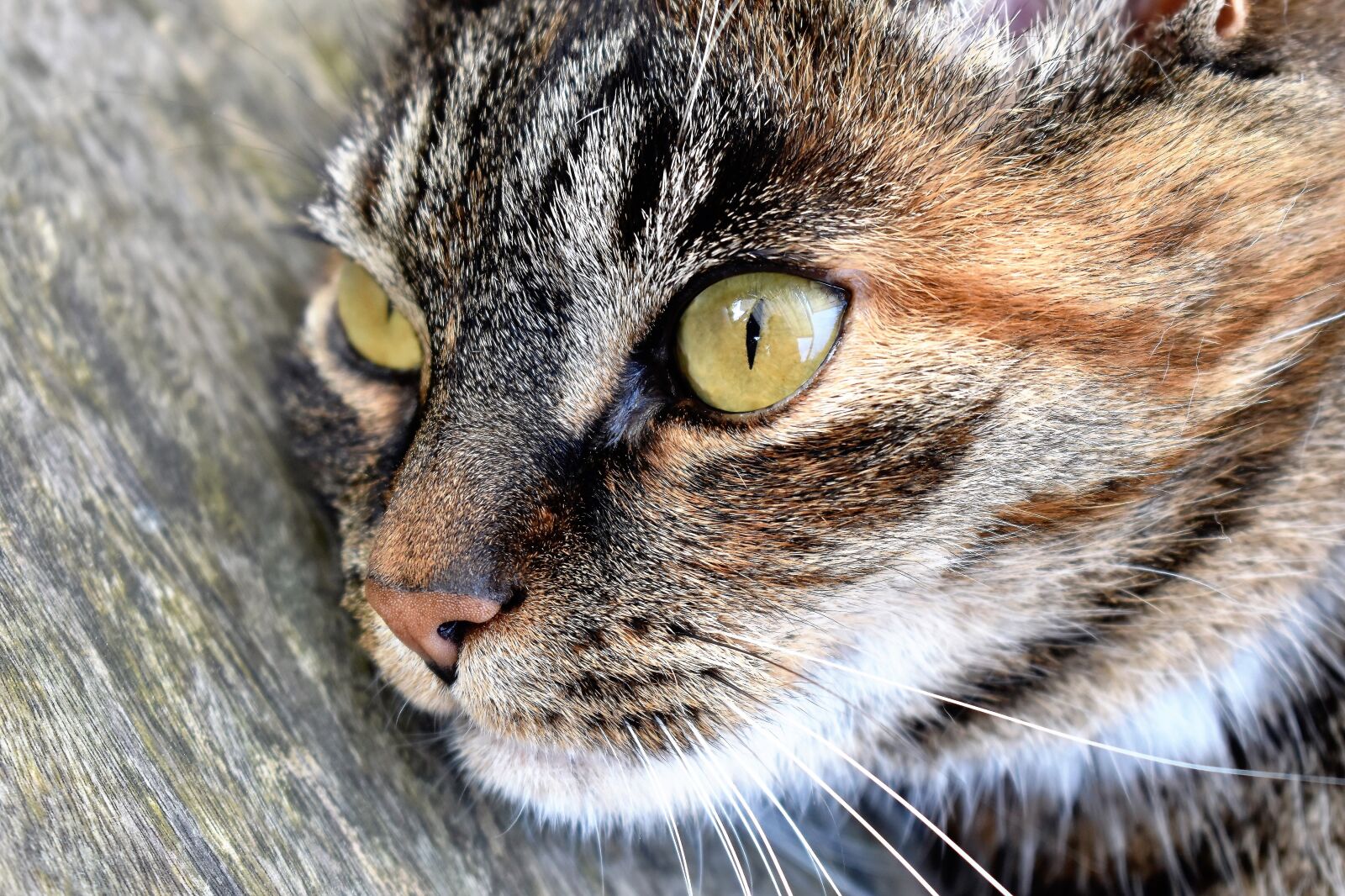Nikon D5500 sample photo. Cat, animal, pet photography