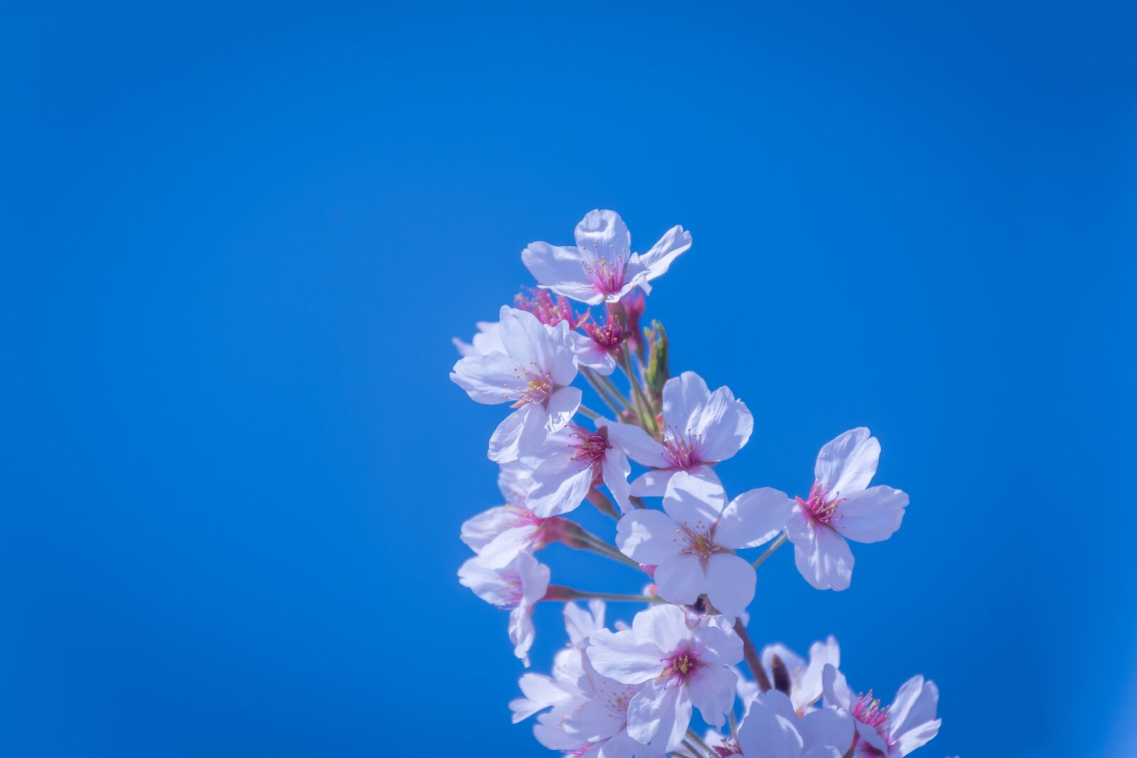 Nikon D5600 sample photo. Flowers, natural, plant photography