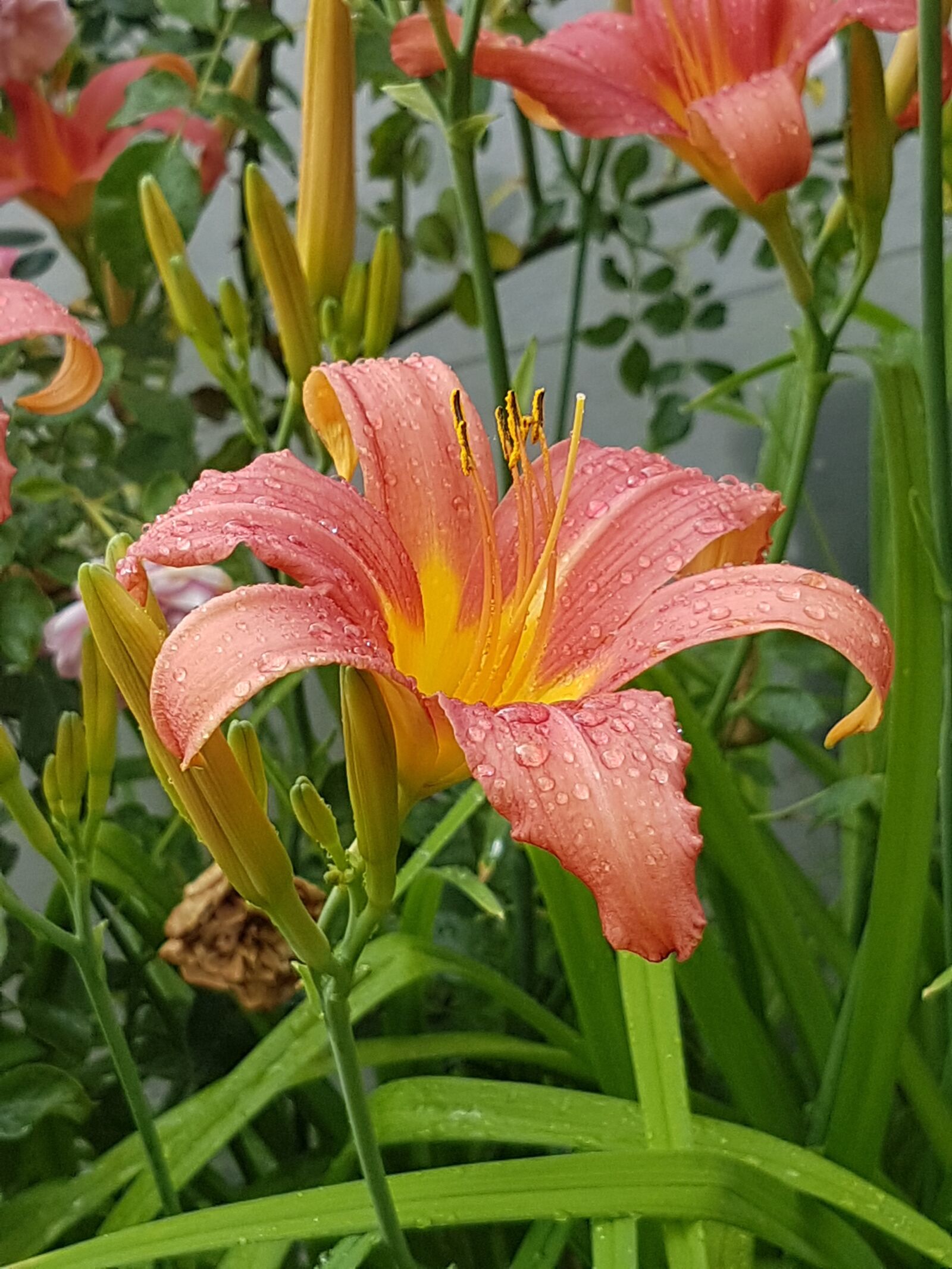 Samsung Galaxy S7 Edge sample photo. Flower, raindrop, nature photography