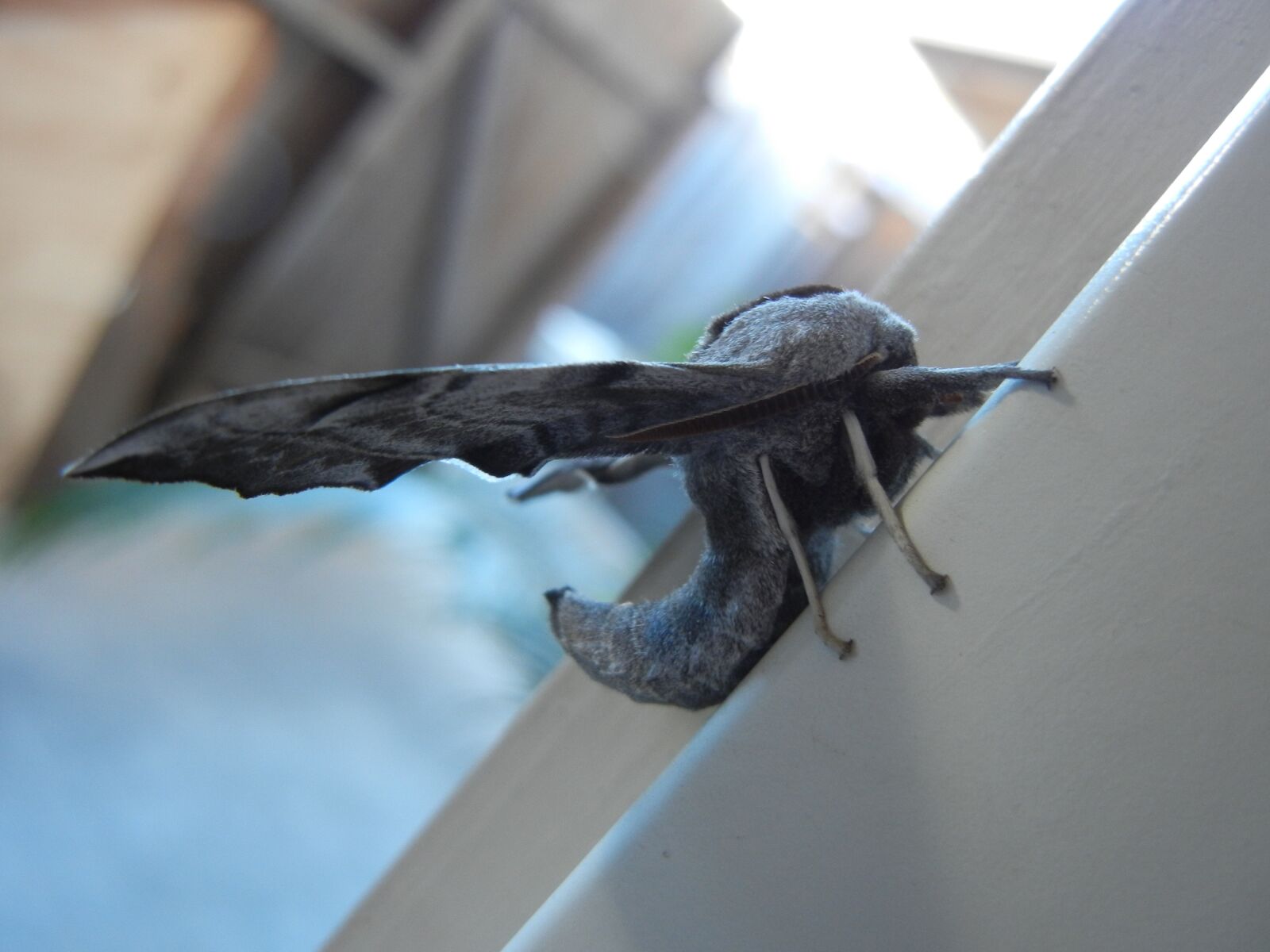 Nikon Coolpix S8100 sample photo. Outdoors, wing, moth photography
