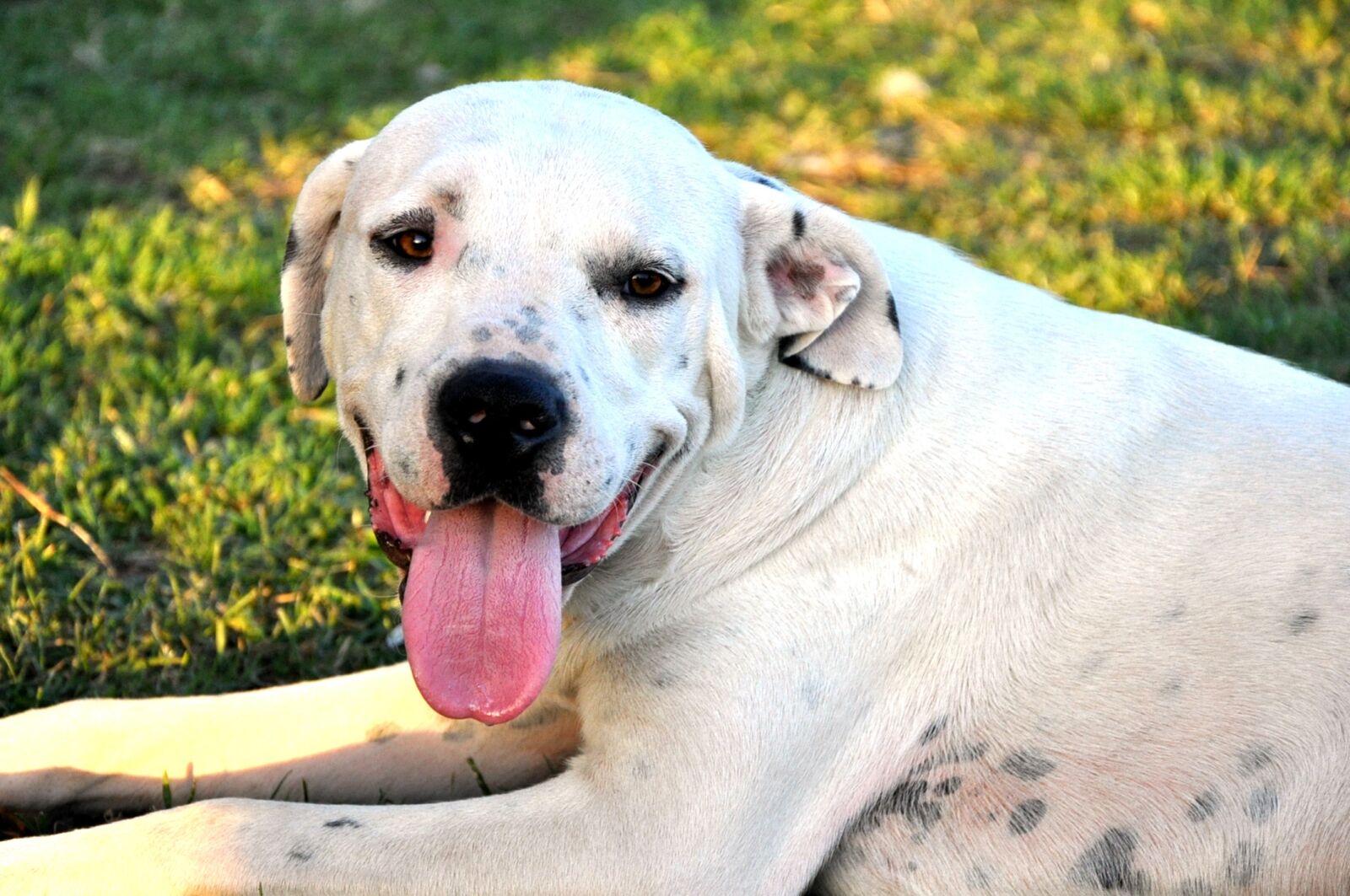 Nikon D90 sample photo. Dog, animal, pet photography
