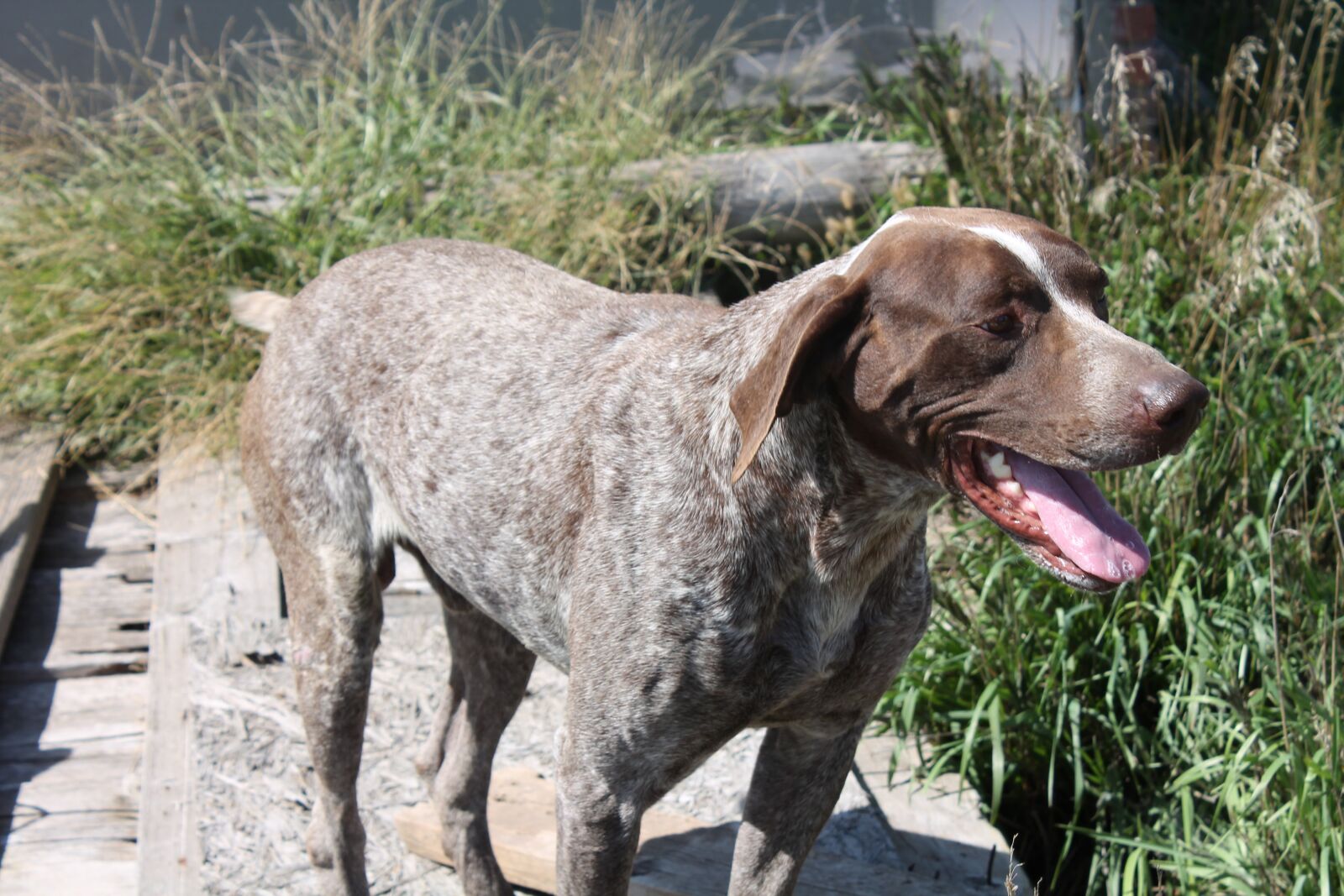 Canon EOS 1100D (EOS Rebel T3 / EOS Kiss X50) sample photo. Dog, setter, animal photography