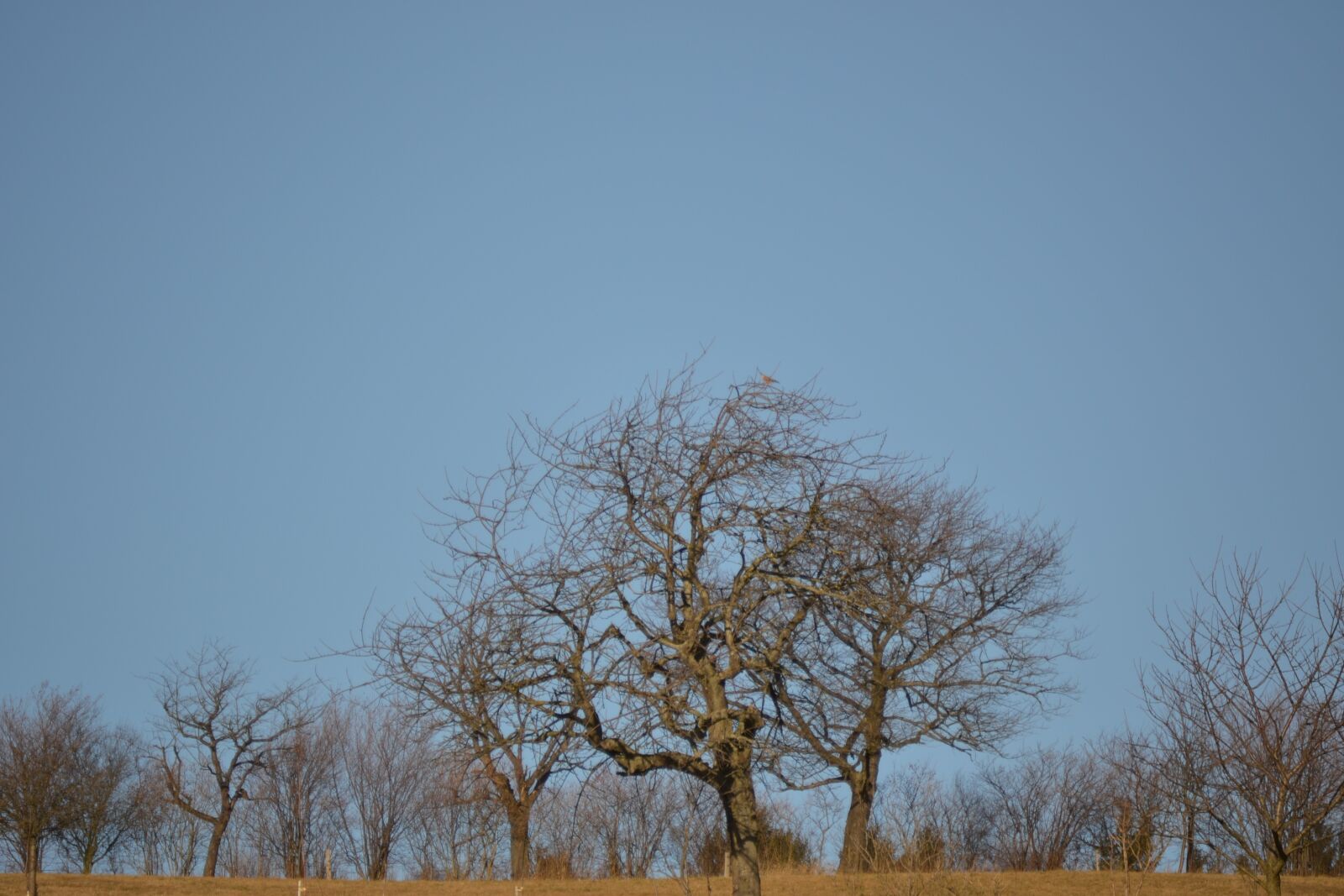 Nikon D3100 sample photo. Trees, sky, blue photography