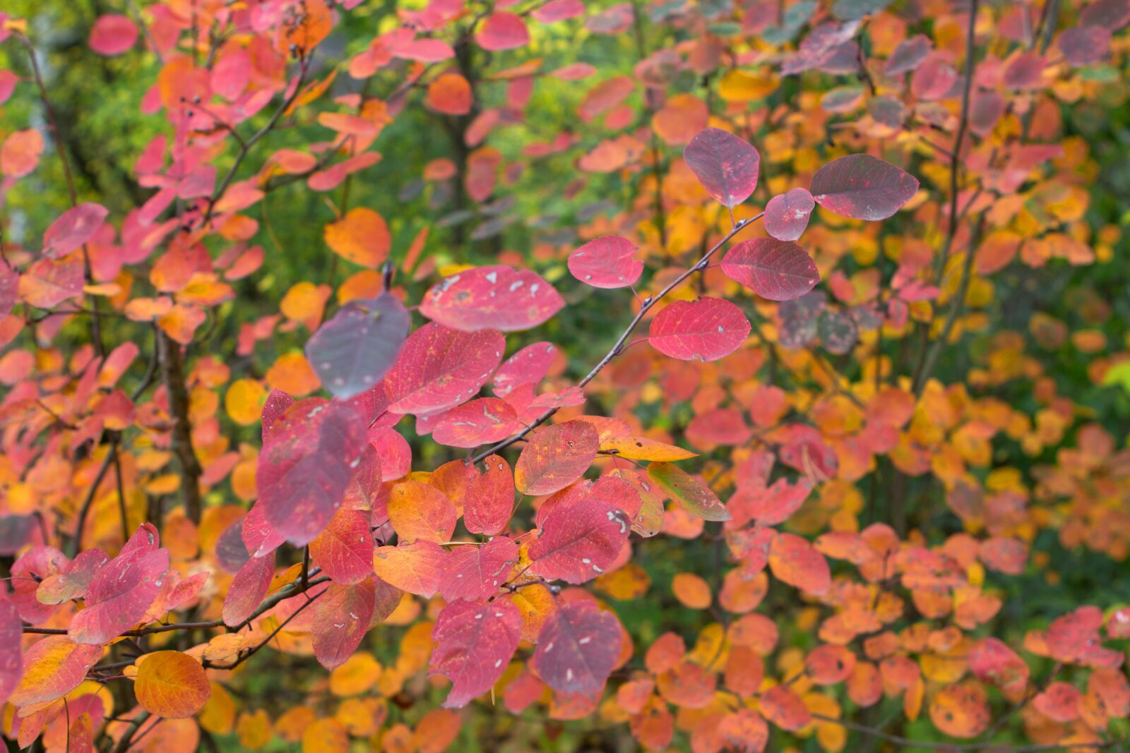 Canon EF 24-70mm F2.8L USM sample photo. Autumn, nature, trees photography