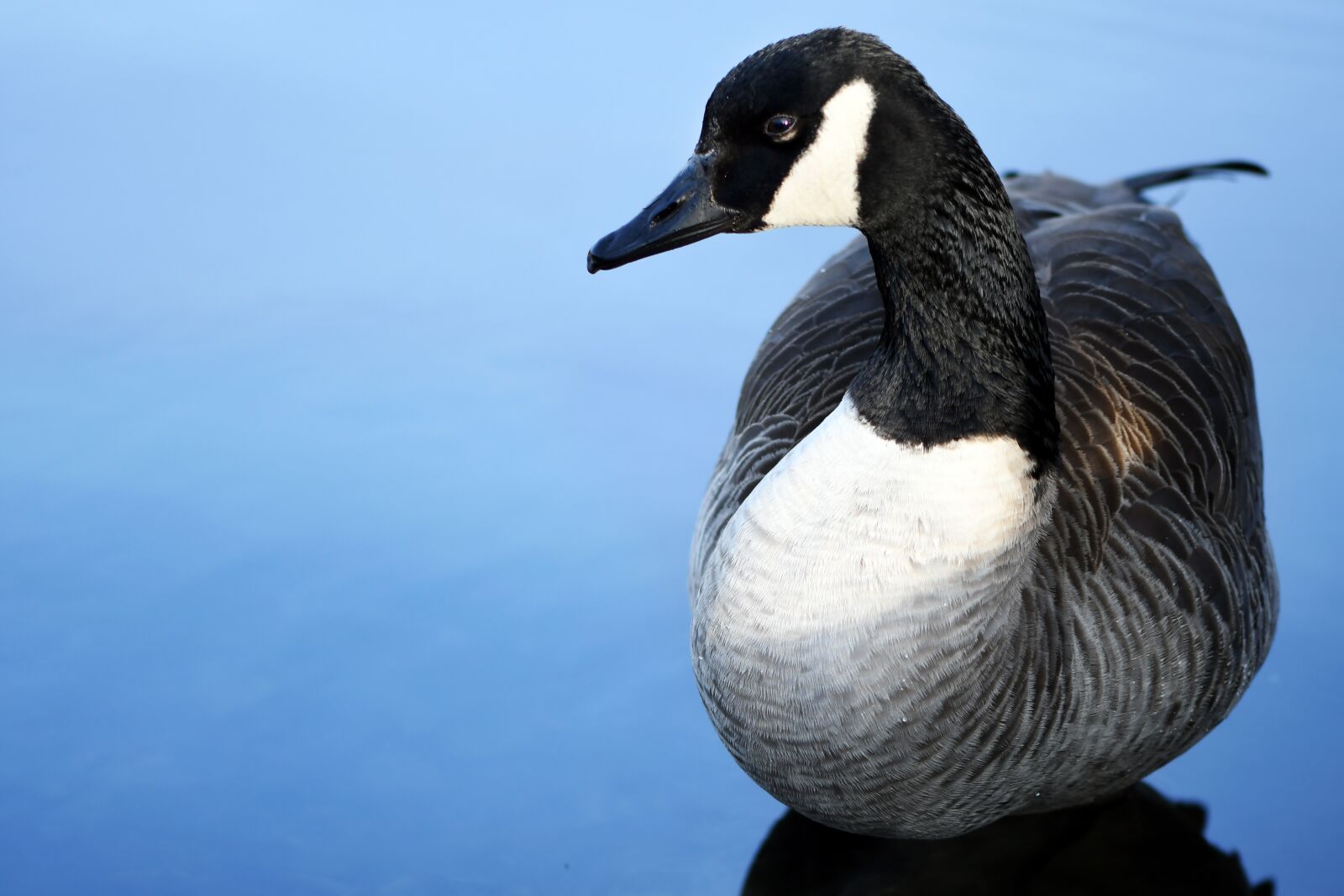 Nikon D500 sample photo. Canada goose, goose, water photography