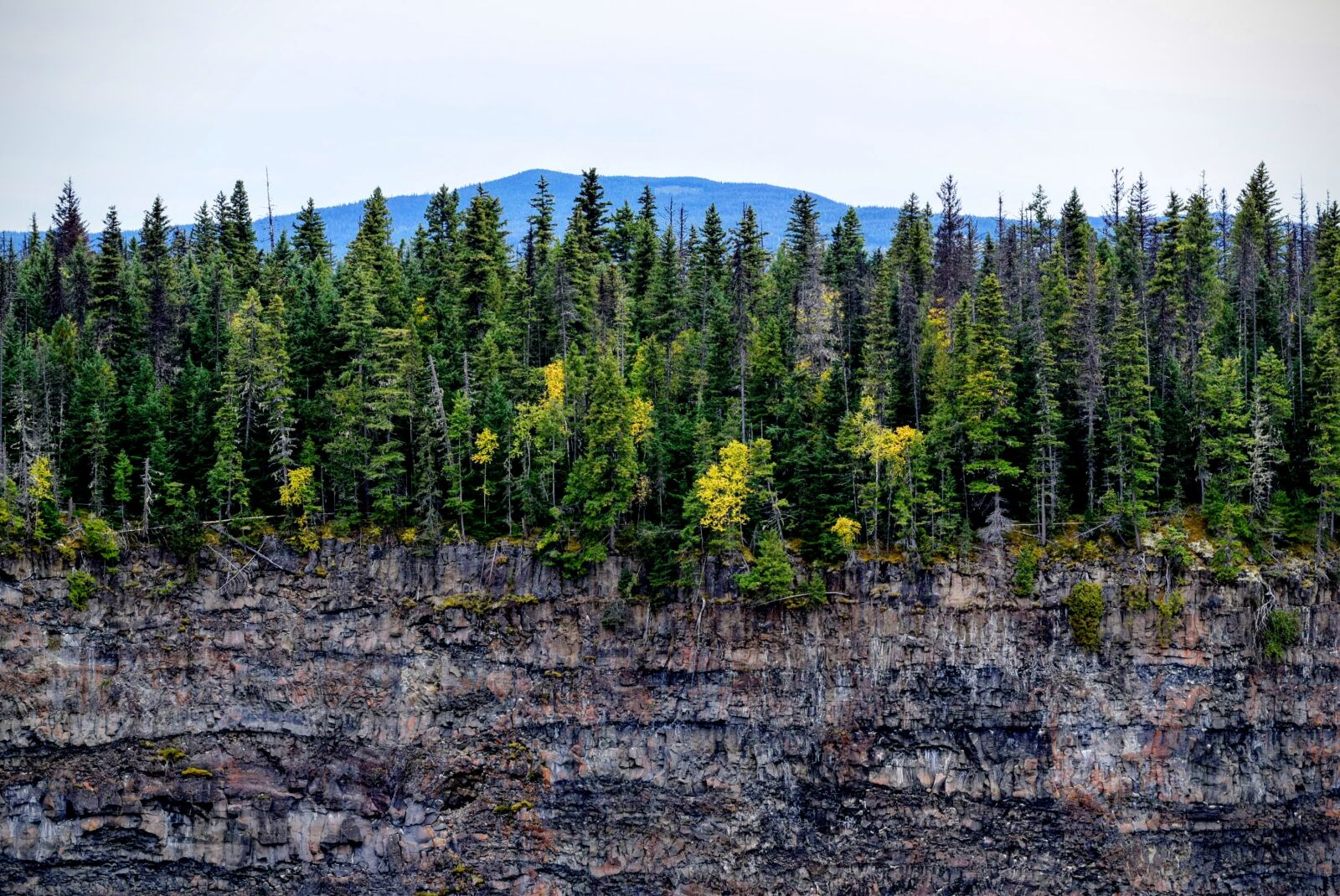 Nikon AF-S Nikkor 50mm F1.8G sample photo. Forest, cliff, trees, landscape photography