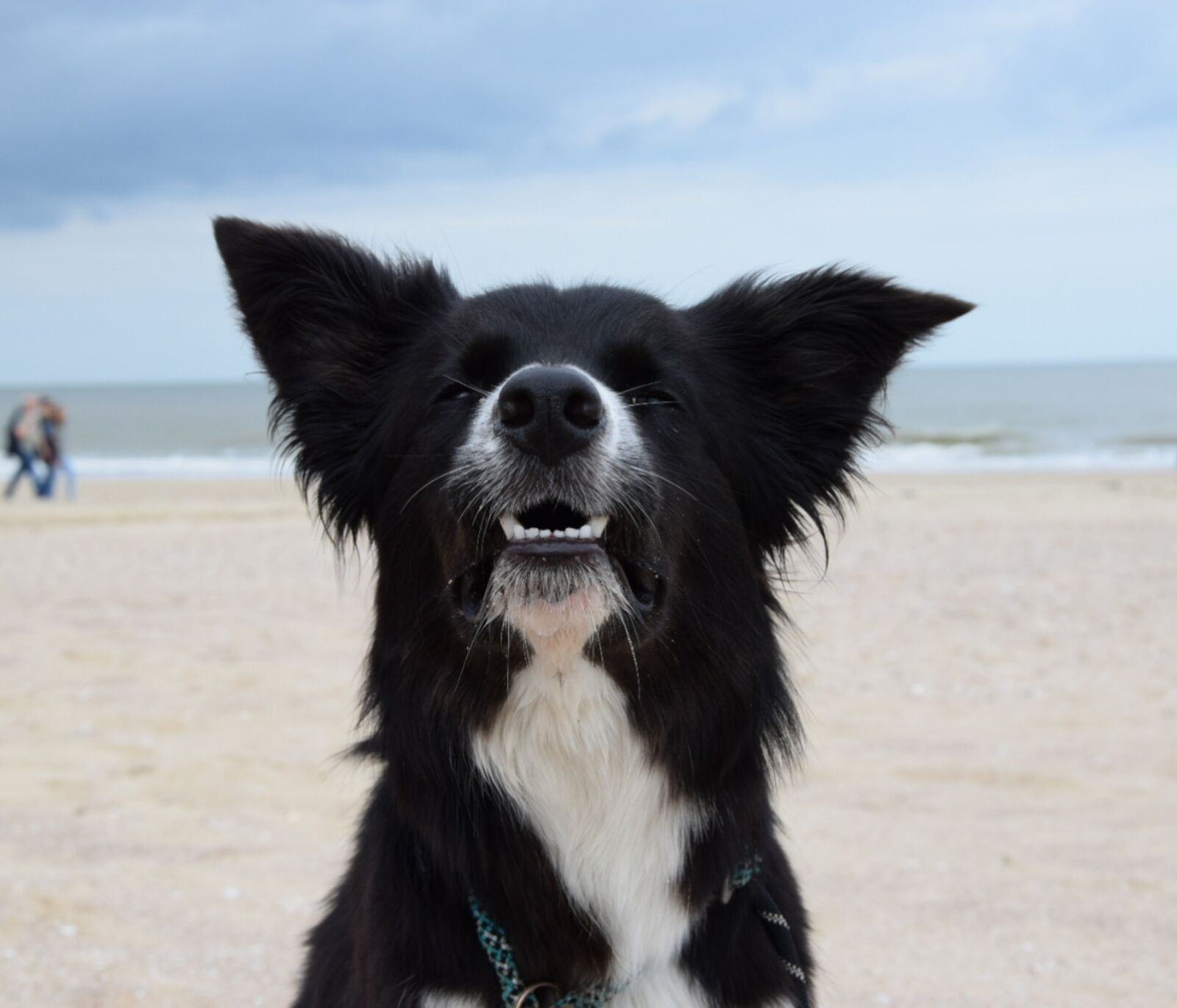 Nikon D5300 sample photo. Border collie, black and photography