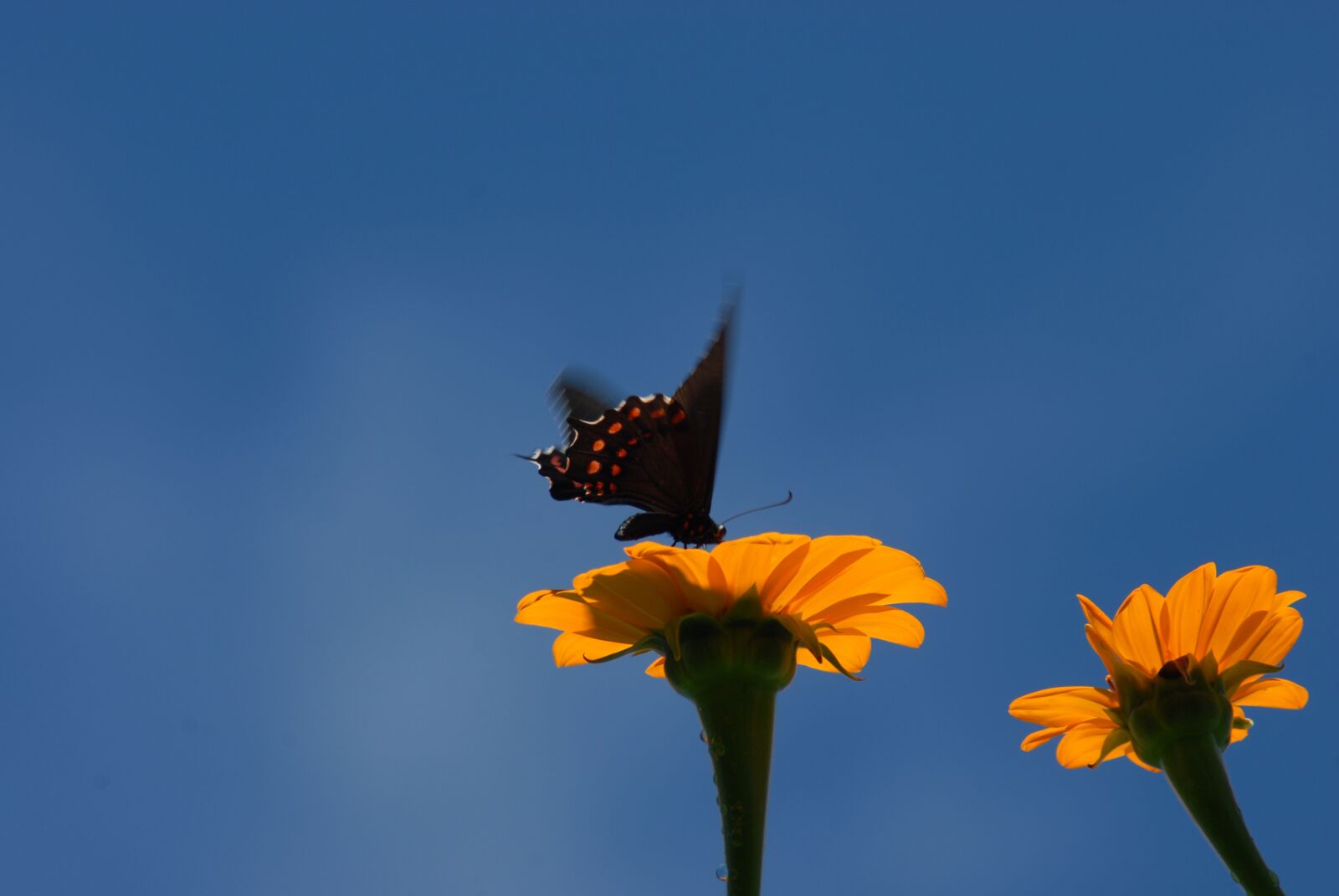 Nikon D200 sample photo. Butterfly regional, wings, insect photography