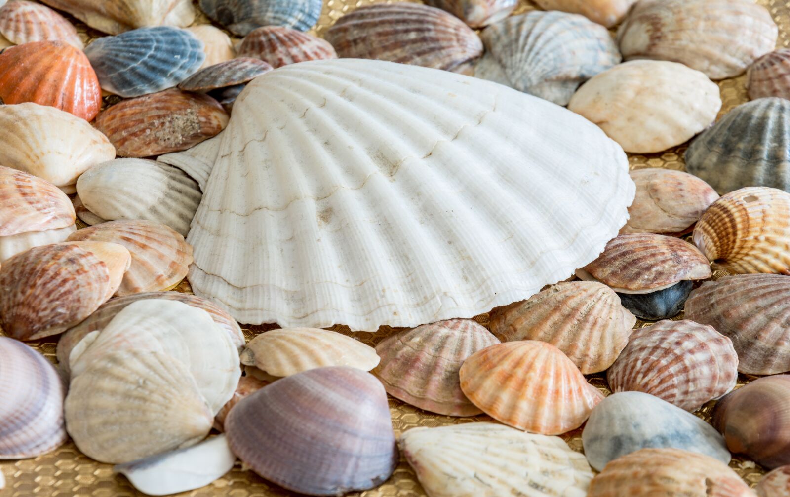 Nikon D7200 sample photo. Sea shells, shells, sea photography