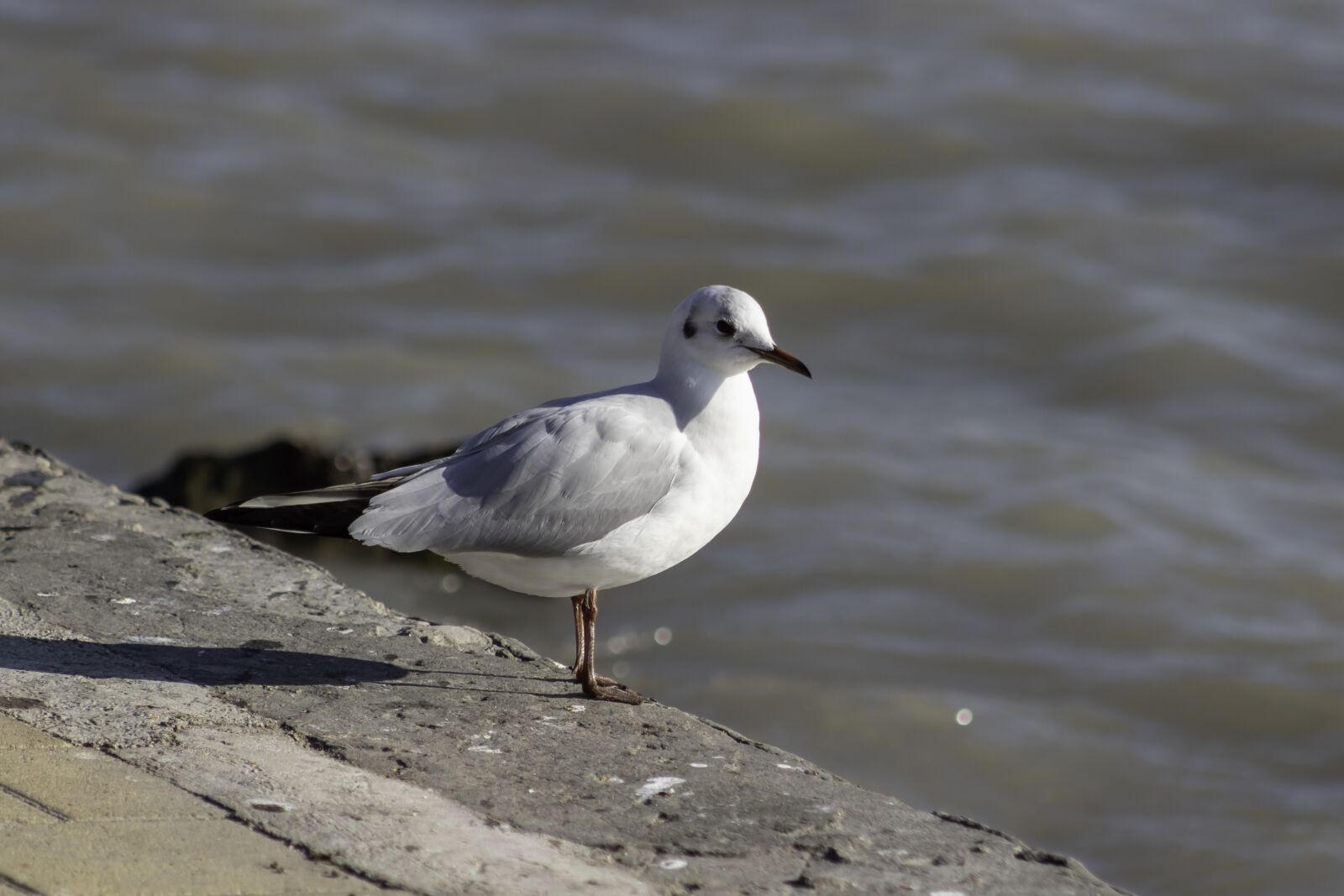 Canon EF75-300mm f/4-5.6 sample photo. Seagull, bird, water bird photography
