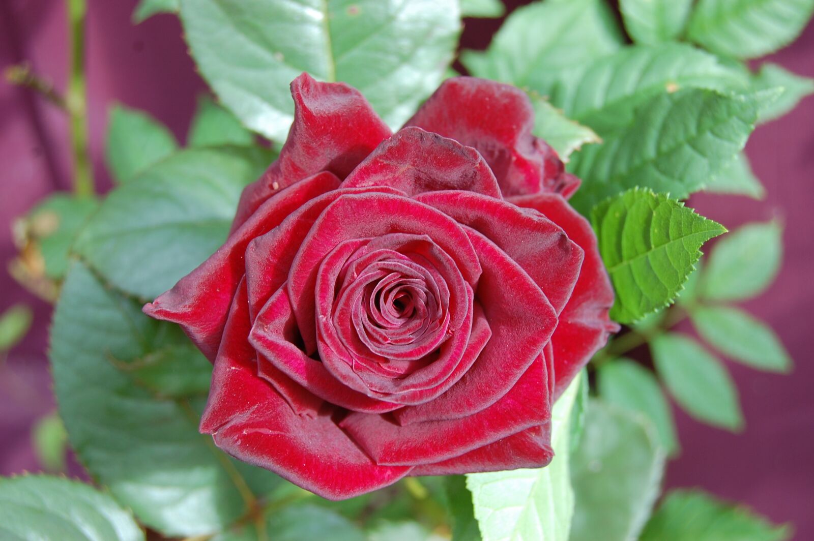 Nikon D40 sample photo. Red rose, rose, flower photography