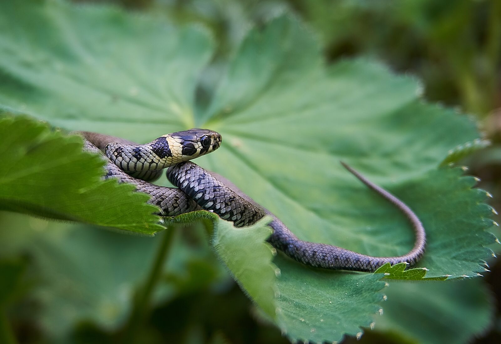 Sony a6000 sample photo. Grass snake, snake, hide photography