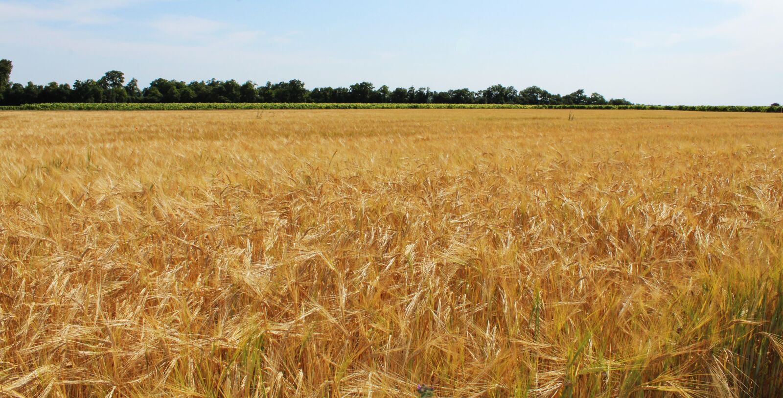 Canon EOS 1200D (EOS Rebel T5 / EOS Kiss X70 / EOS Hi) sample photo. Fields, wheat, wheat fields photography