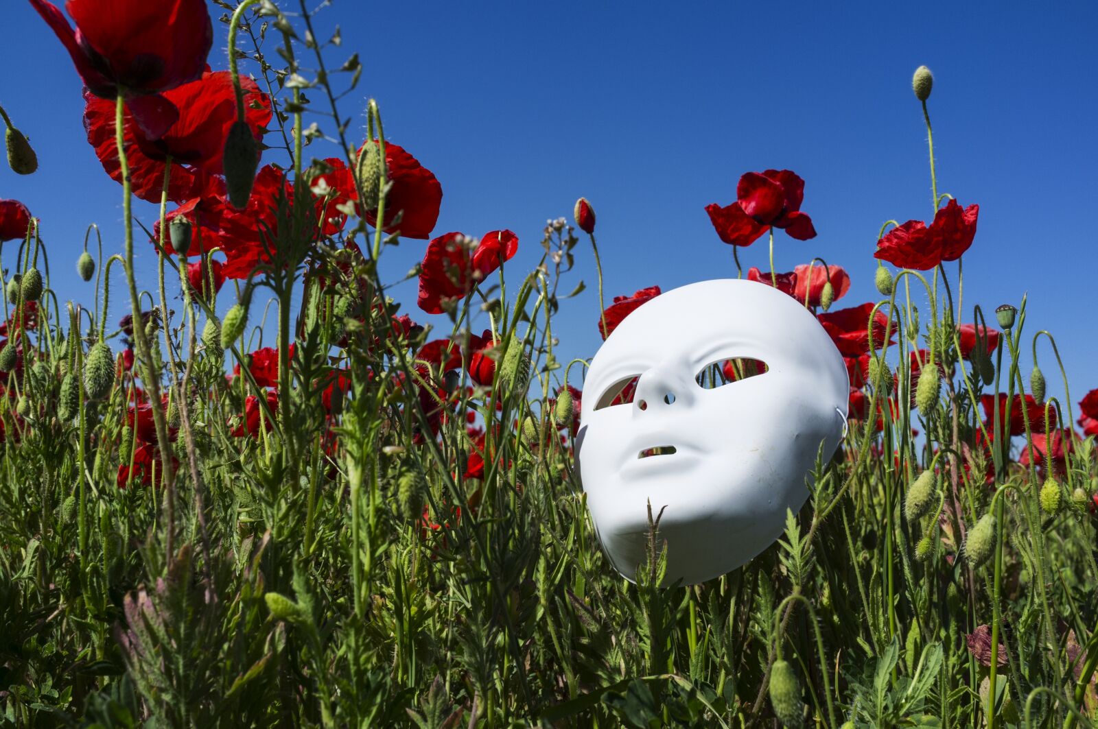Fujifilm FinePix X100 sample photo. Mask, poppies, field photography