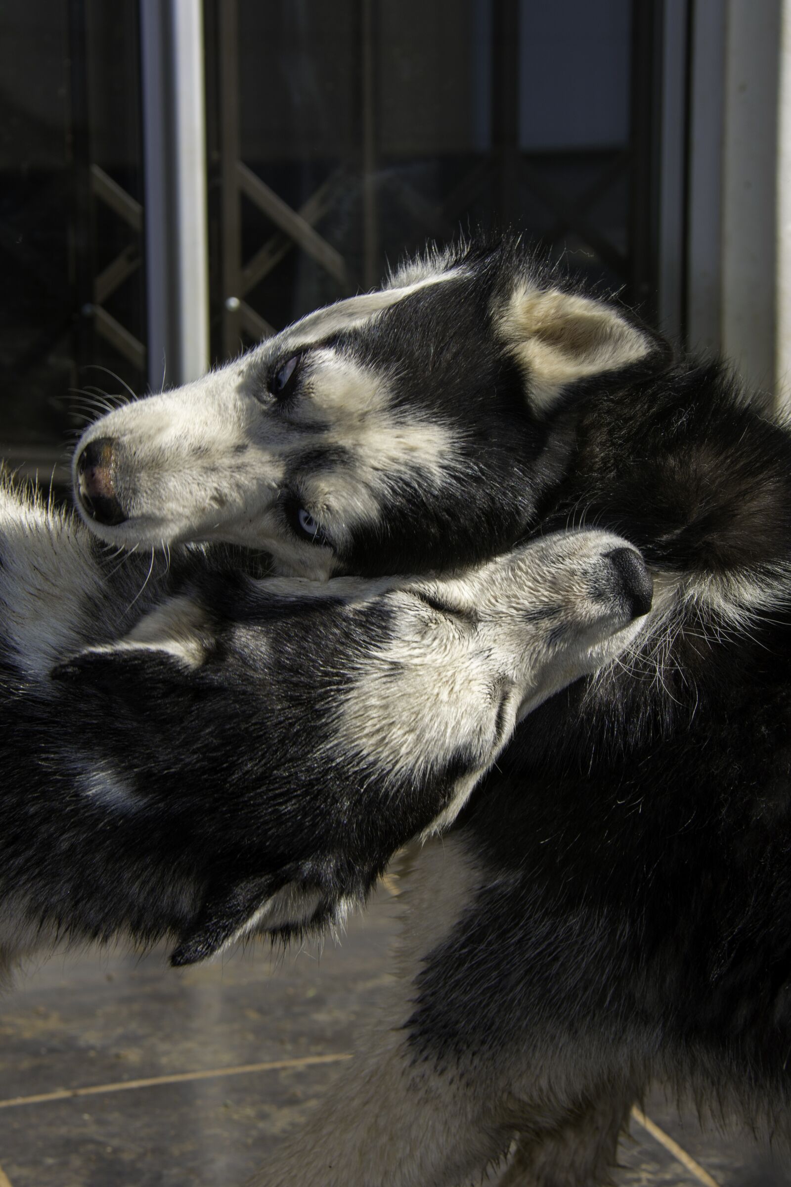 Nikon D7100 sample photo. Siberian husky, husky, dog photography