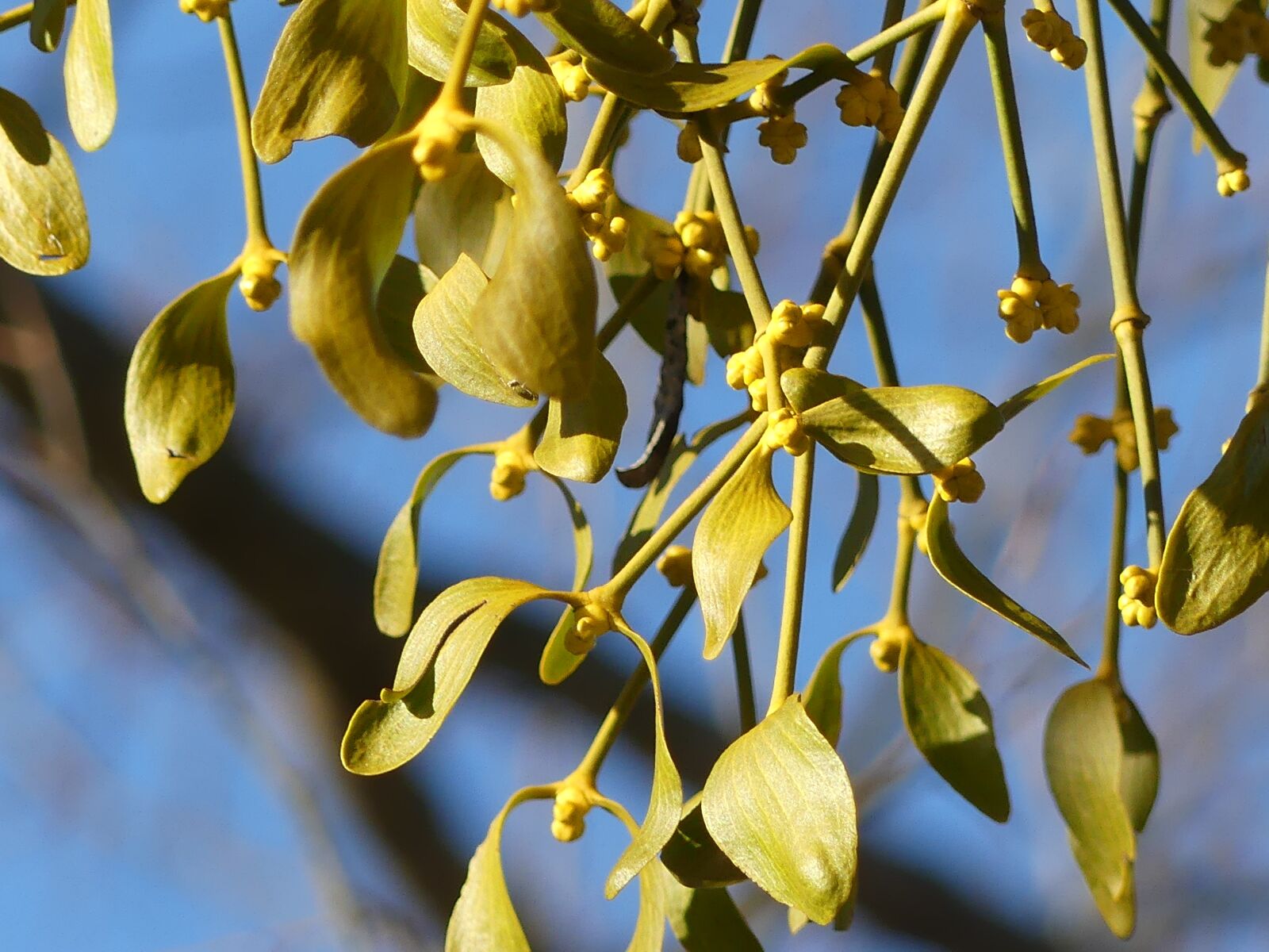 Panasonic Lumix DMC-FZ300 sample photo. Mistletoe, parasite plant, christmas photography
