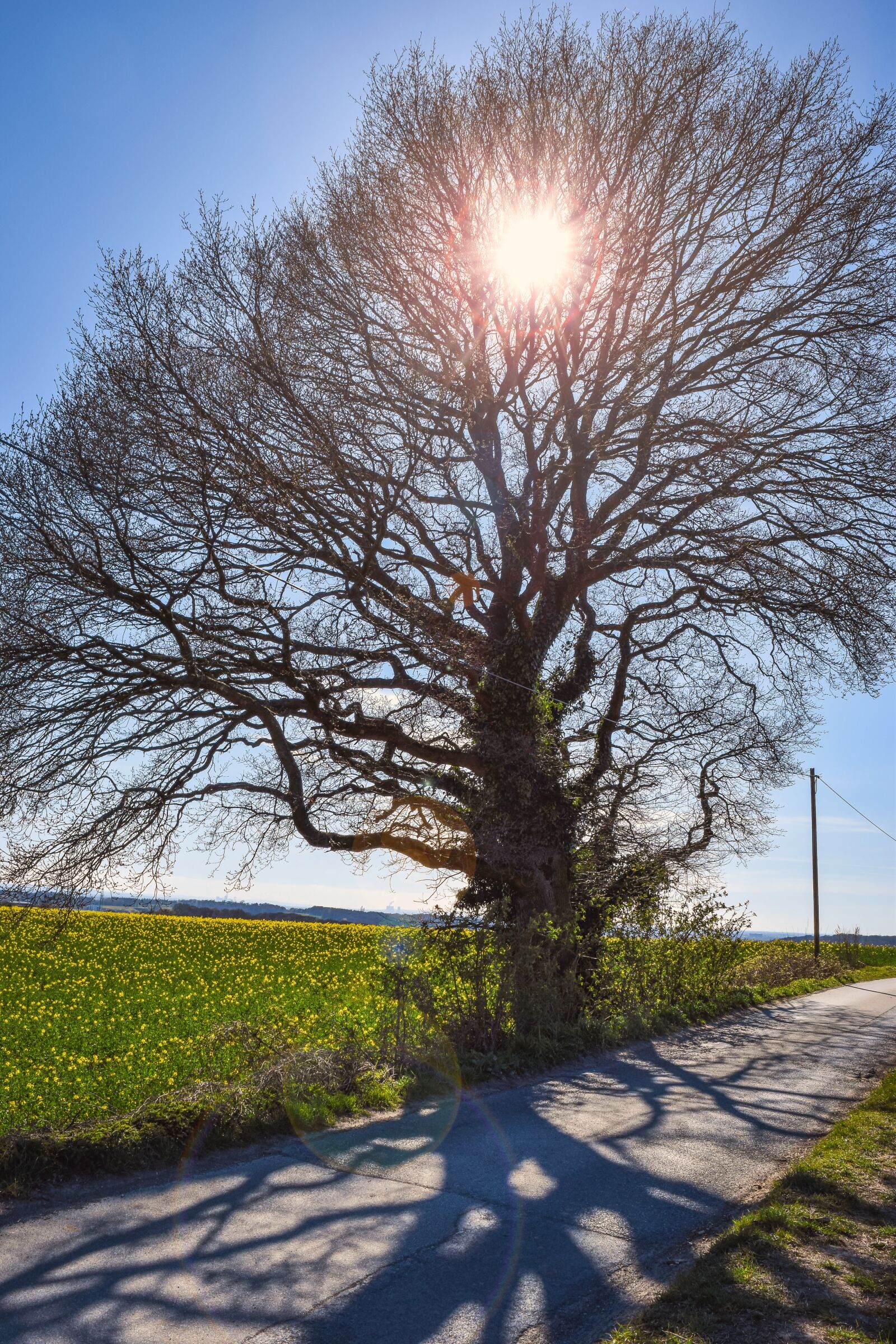 Nikon D3300 sample photo. Tree, sunbeam, nature photography