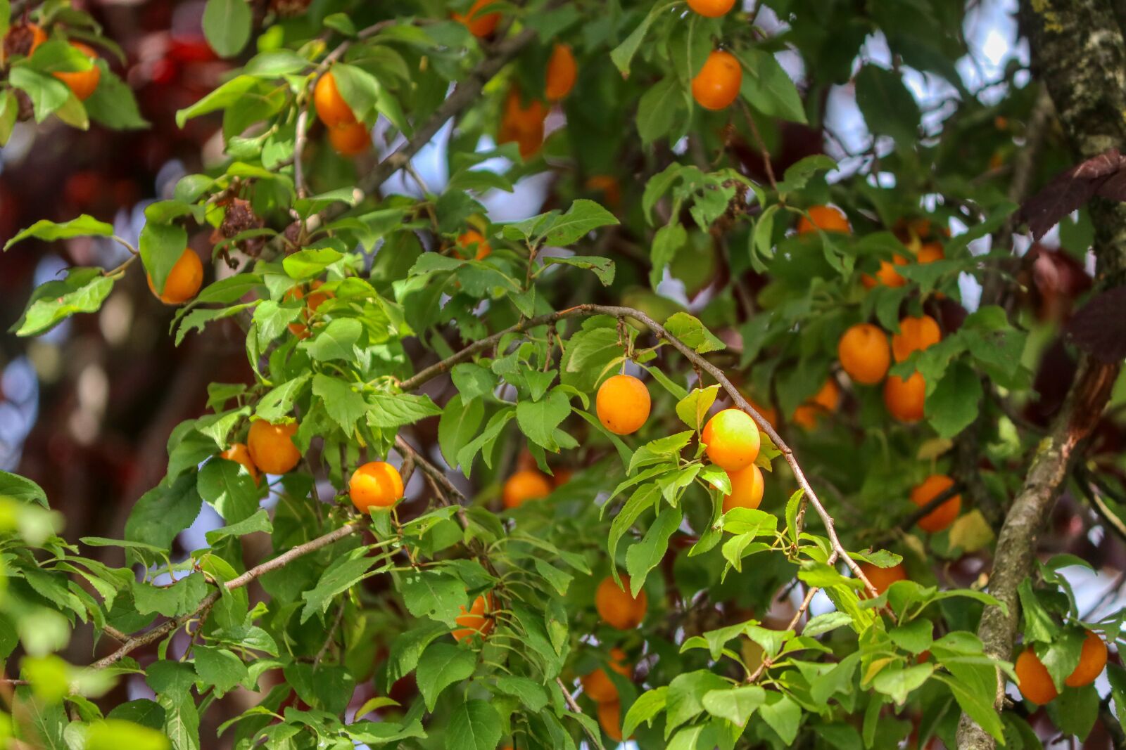 Canon EOS 80D sample photo. Plum orange, fruit, plant photography
