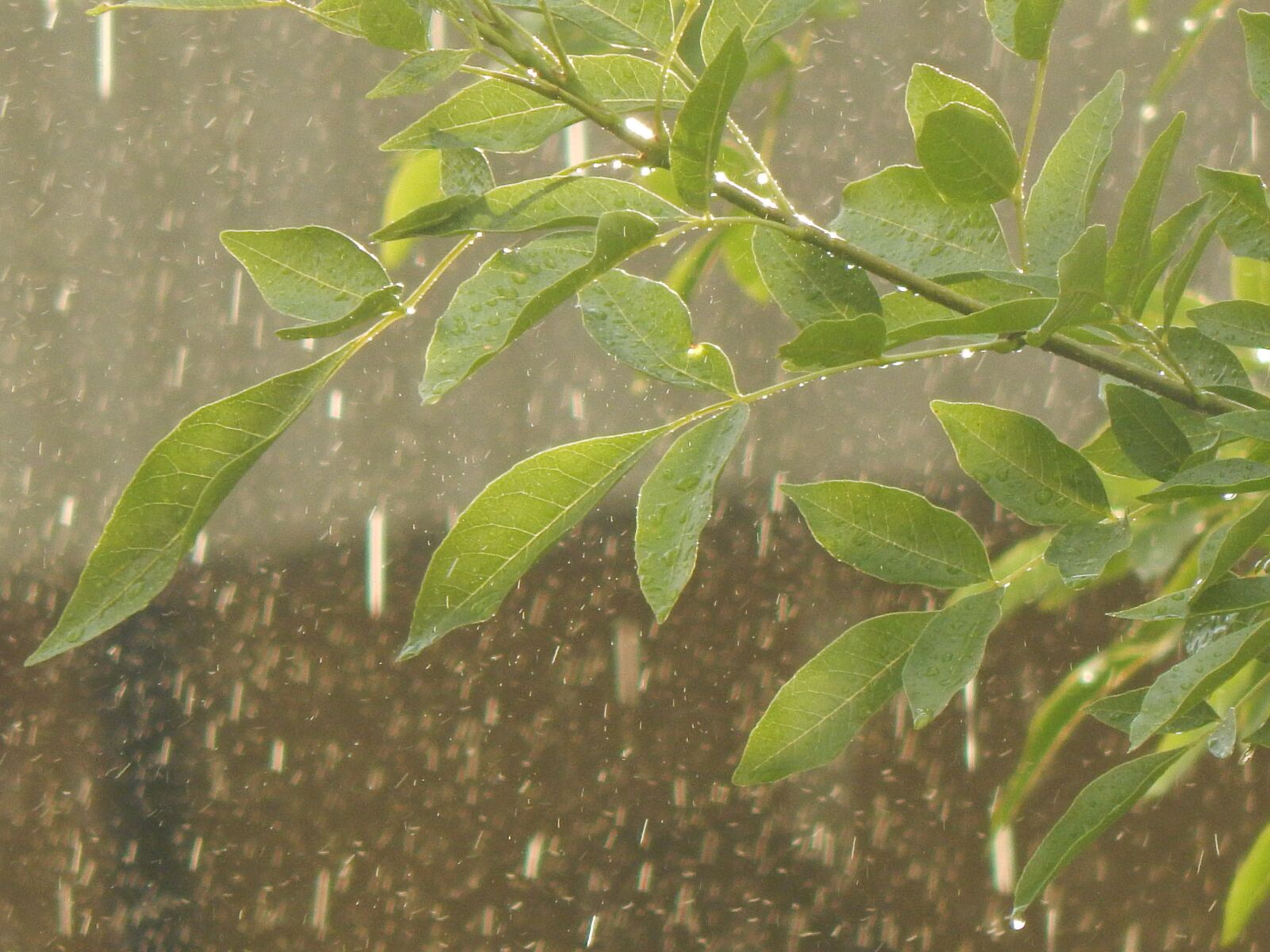 Nikon Coolpix L820 sample photo. Rain, drops, leaves photography