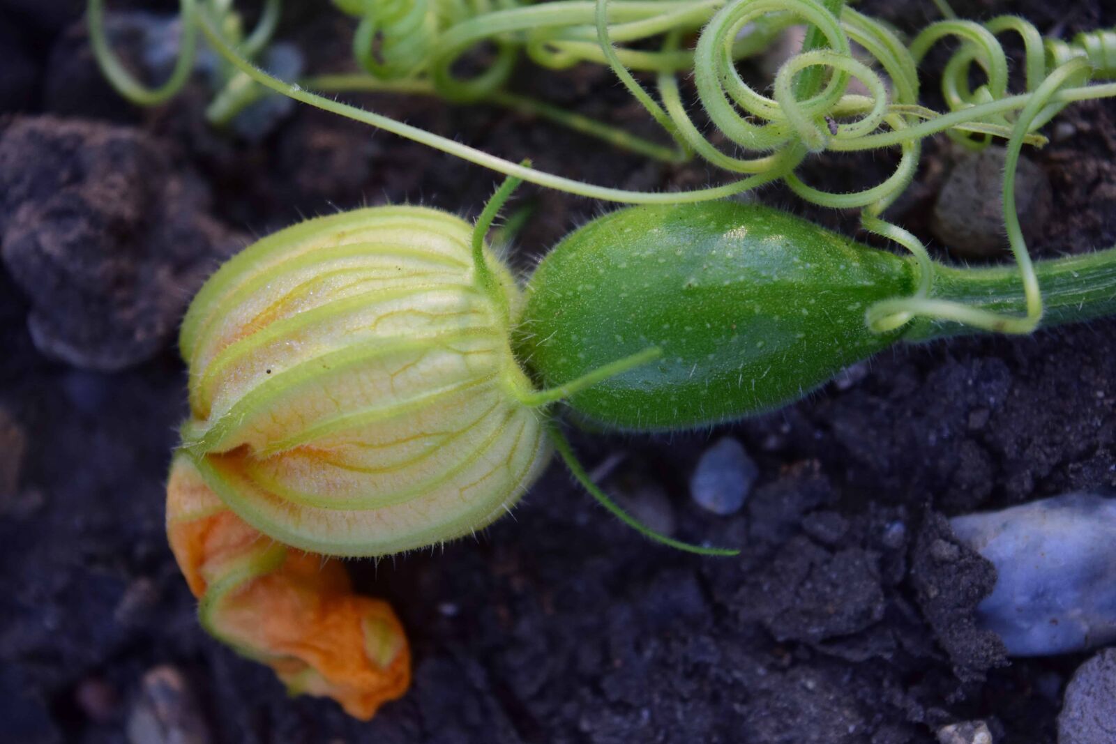 Nikon D3300 sample photo. Pumpkin, flora, nature, food photography