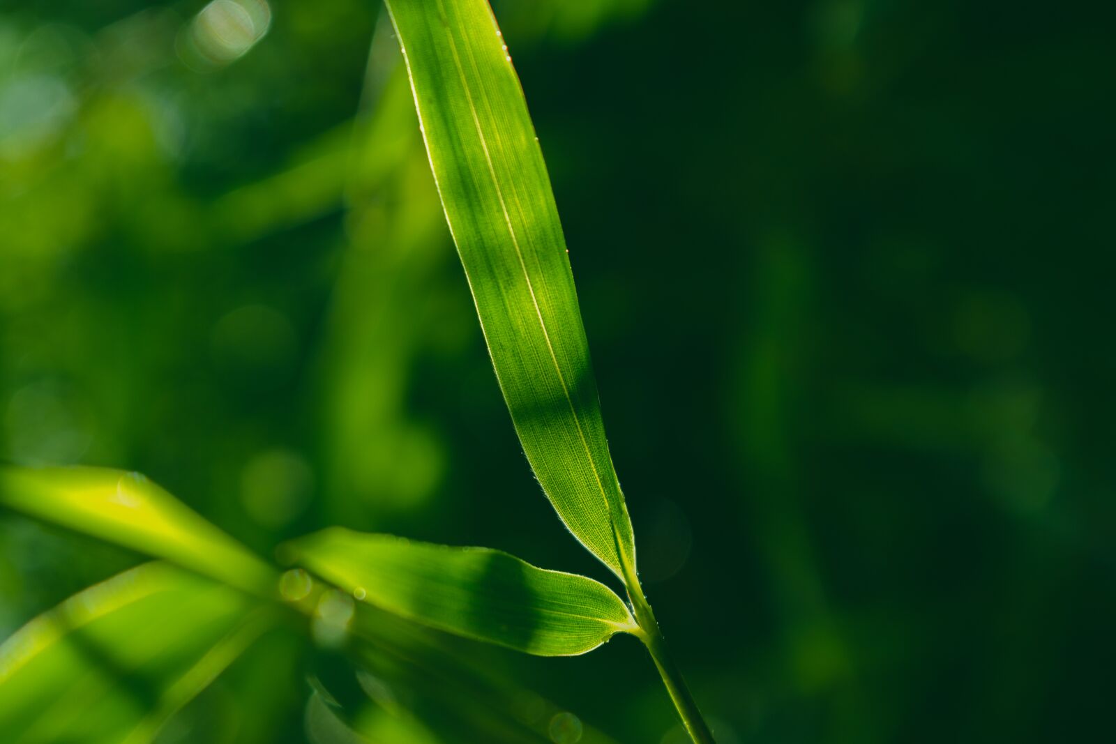 Nikon D5600 sample photo. Bamboo, leaf, zen photography