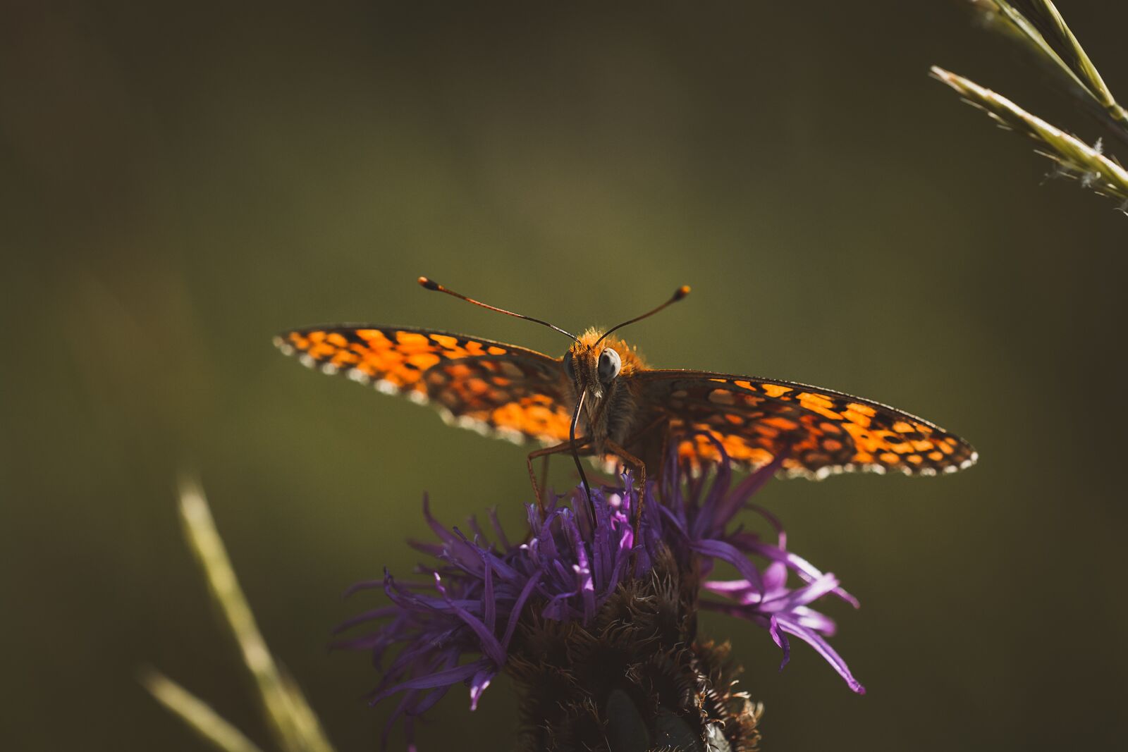 Nikon D7100 sample photo. Butterfly, fritillary, orange photography