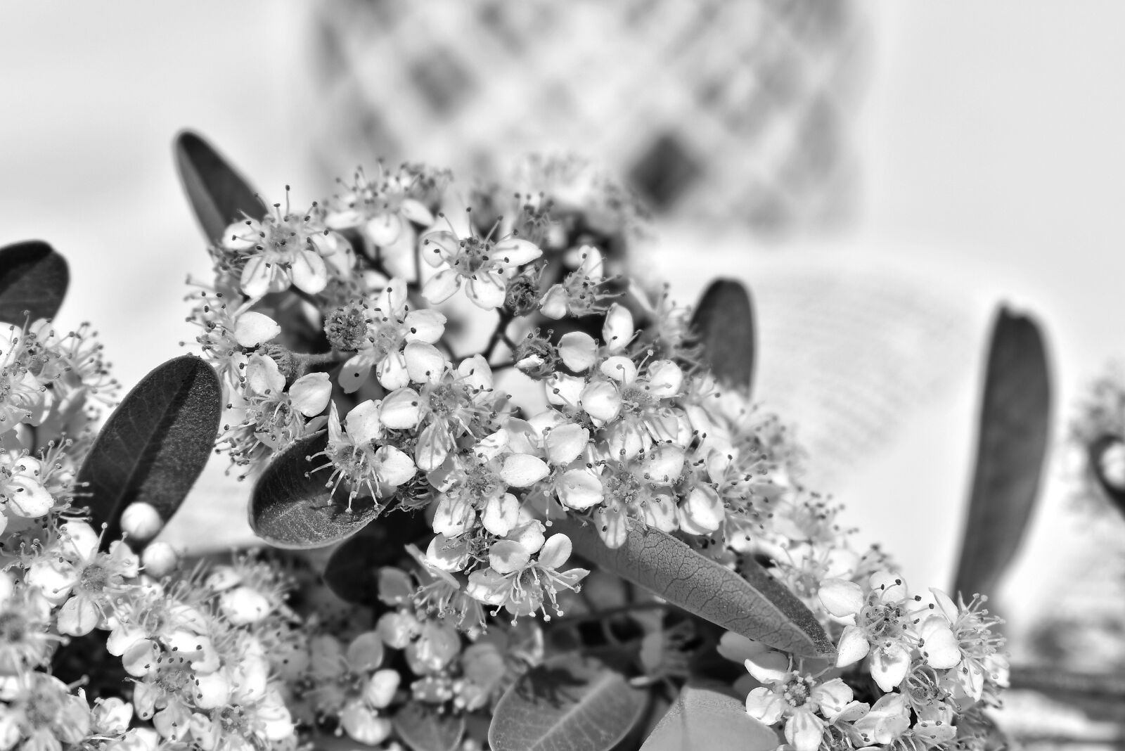 Nikon D3400 sample photo. Flowers, white, spring photography