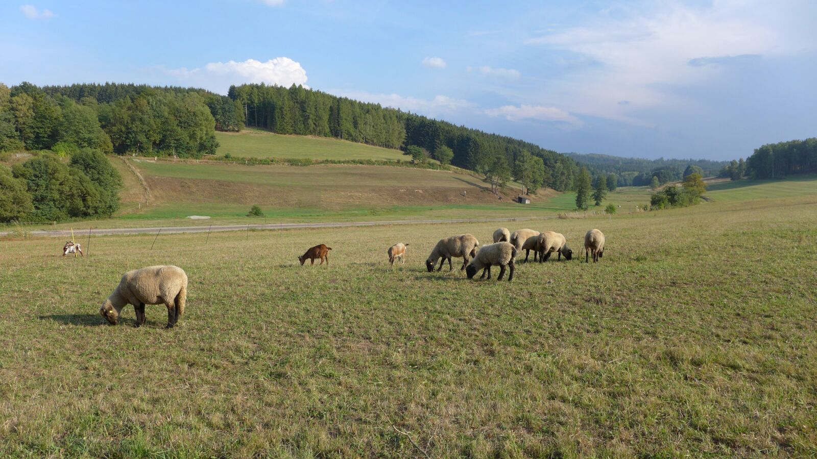 Panasonic Lumix DMC-LX7 sample photo. Rhön, landscape, sheep photography