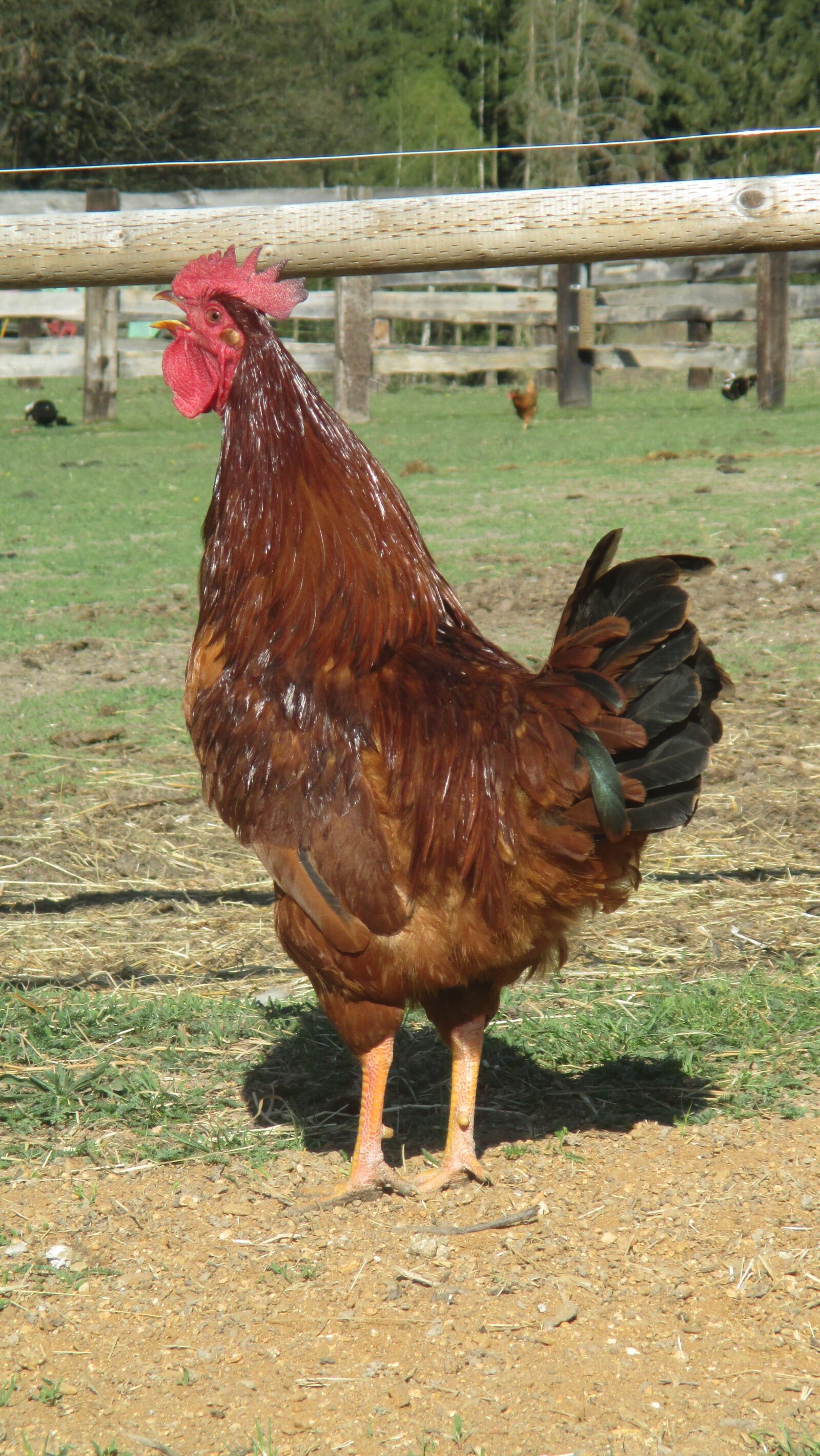 Canon PowerShot ELPH 115 IS (IXUS 132 / IXY 90F) sample photo. Roster, crowing, chicken photography