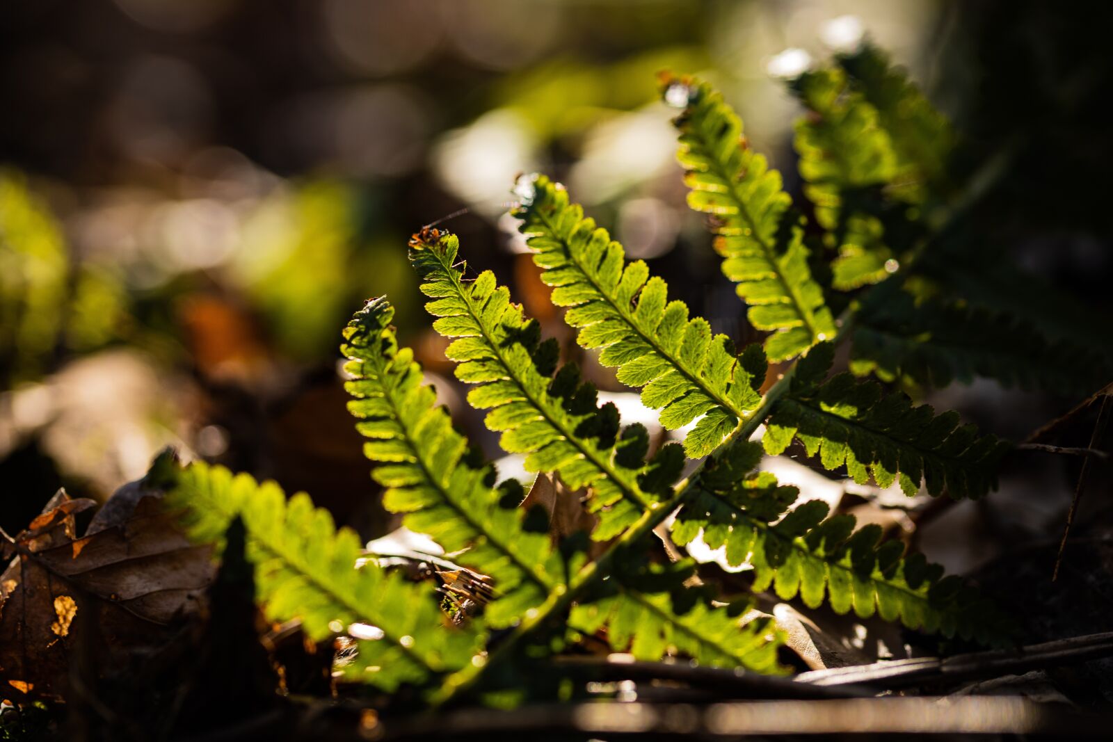Canon EOS RP sample photo. Fern, plant, green photography