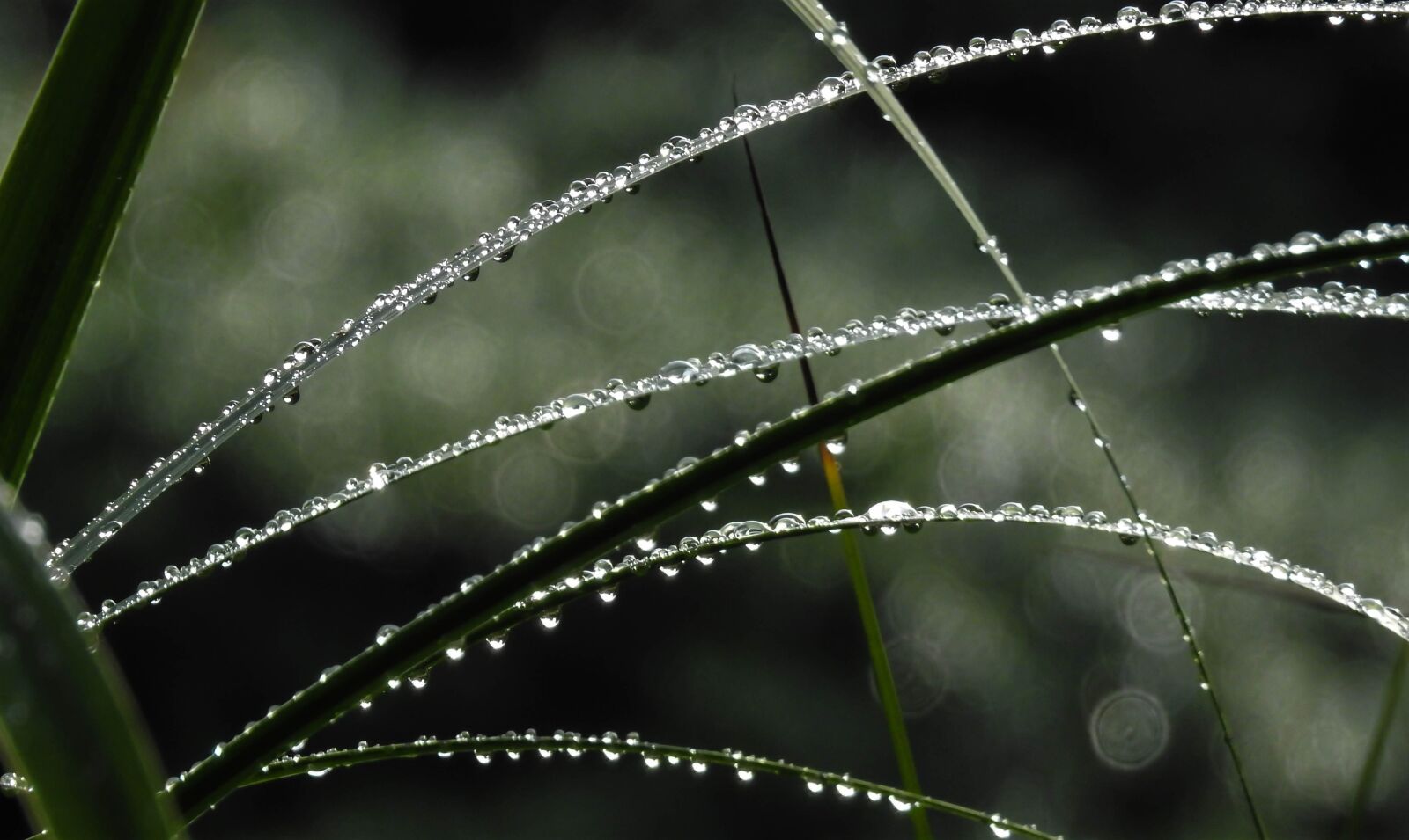 Nikon Coolpix P900 sample photo. Photography, nature, grass photography