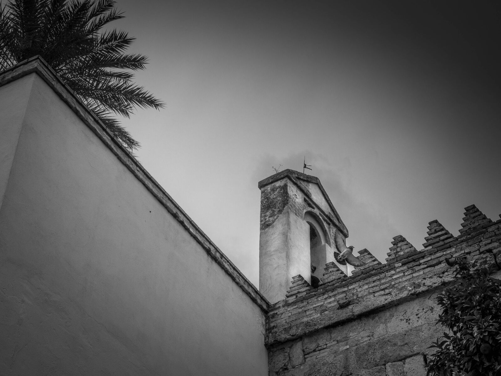 Olympus OM-D E-M5 sample photo. Tower, paloma, palm tree photography
