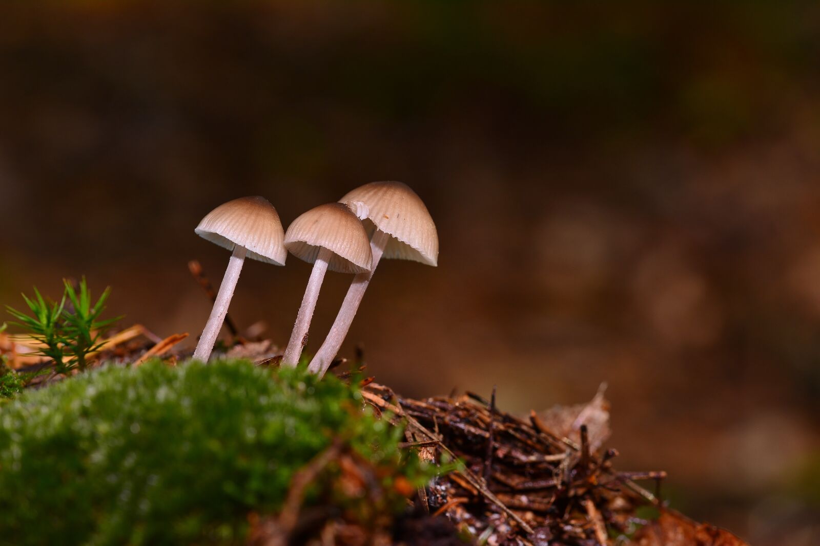 Nikon D5200 sample photo. Forest, screen mushrooms, small photography