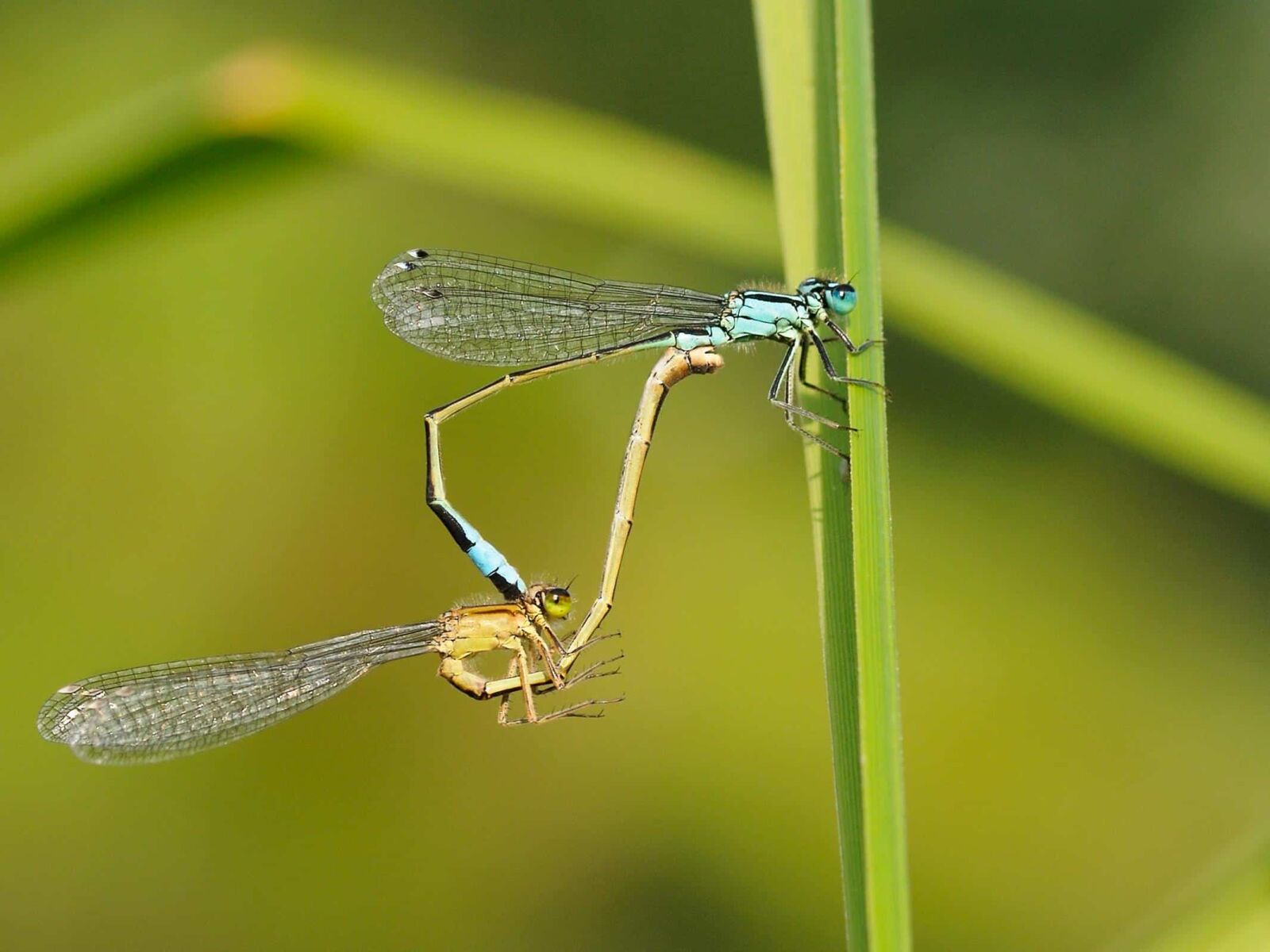 Nikon D300 sample photo. Dragonfly, nature, insect, wildlife photography
