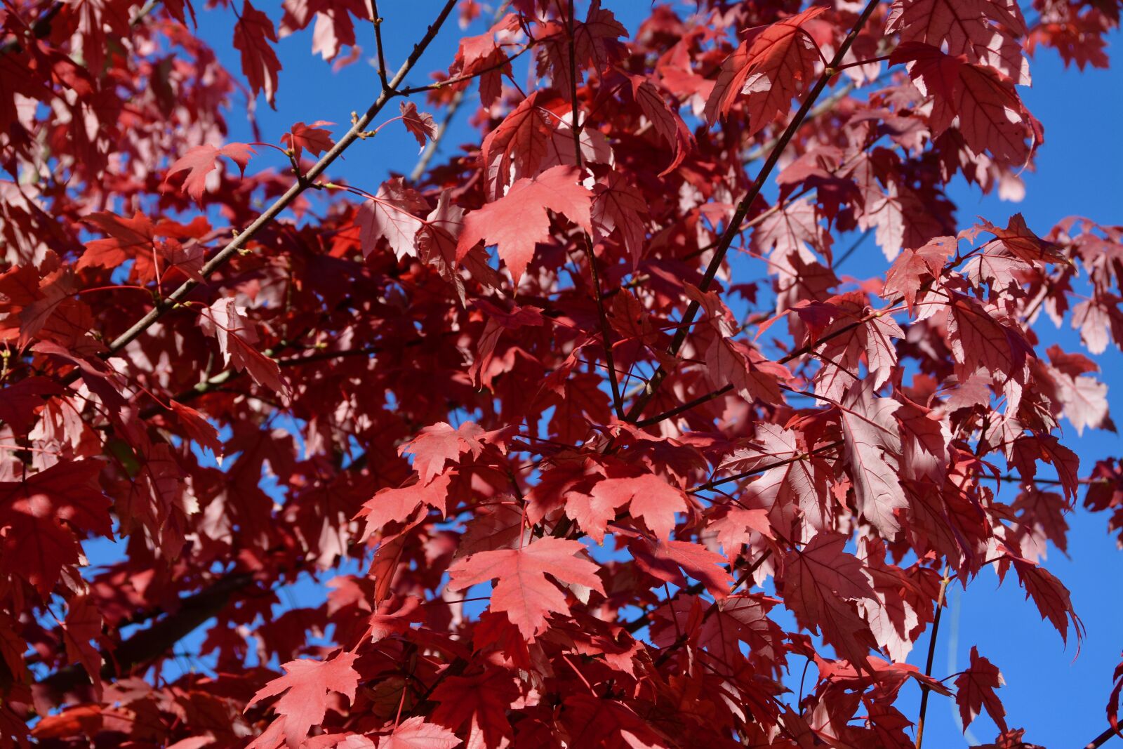 Nikon D7100 sample photo. Fall, red leaves, autumn photography