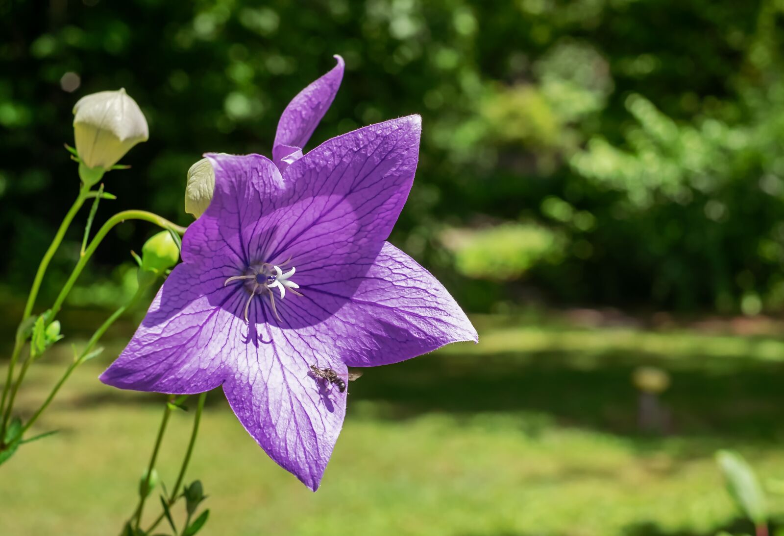 Fujifilm X-T10 + Fujifilm XF 35mm F1.4 R sample photo. Peach leaved bellflower, flower photography