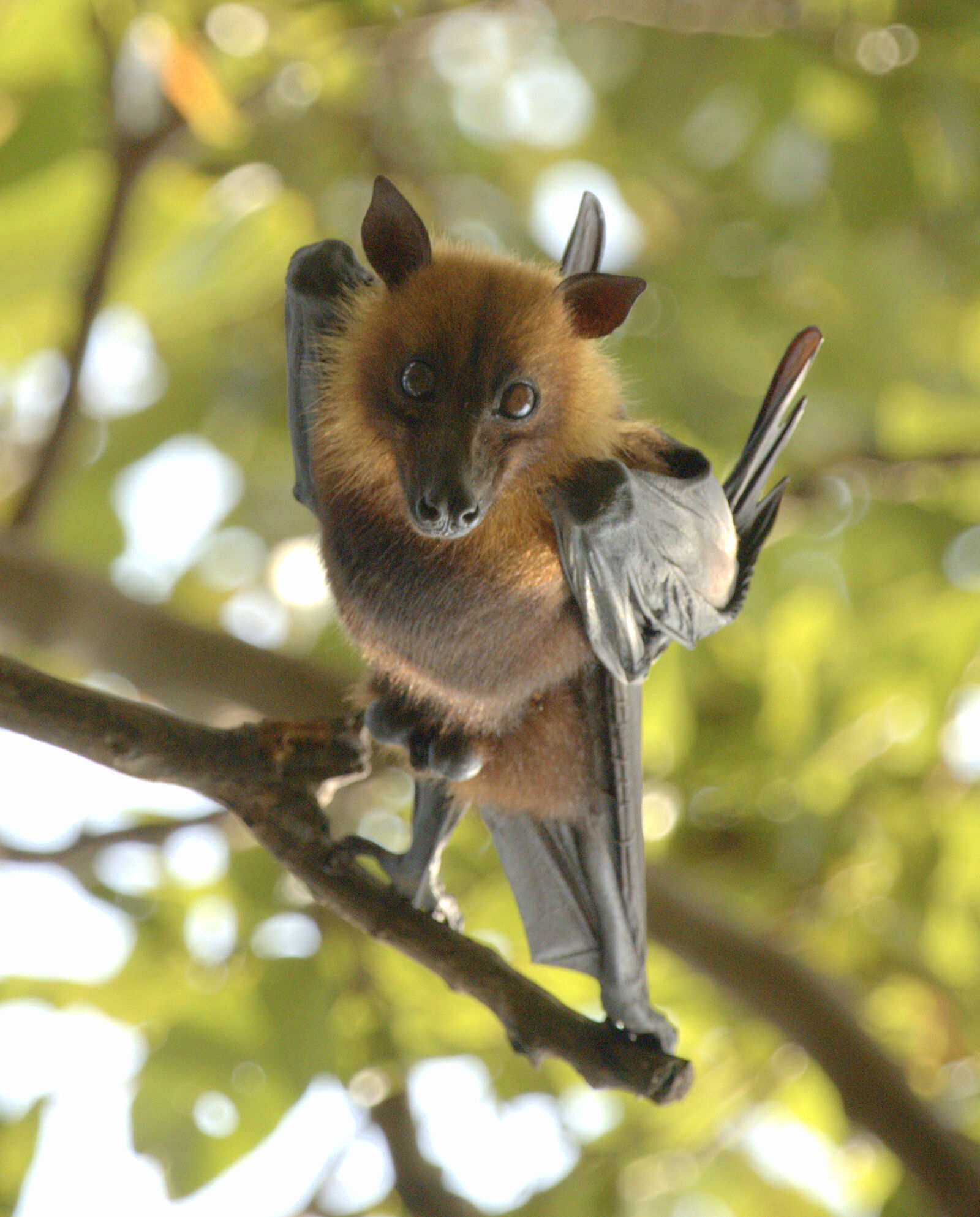 Canon EF 100-400mm F4.5-5.6L IS USM sample photo. Bat, batman, dogface, nature photography