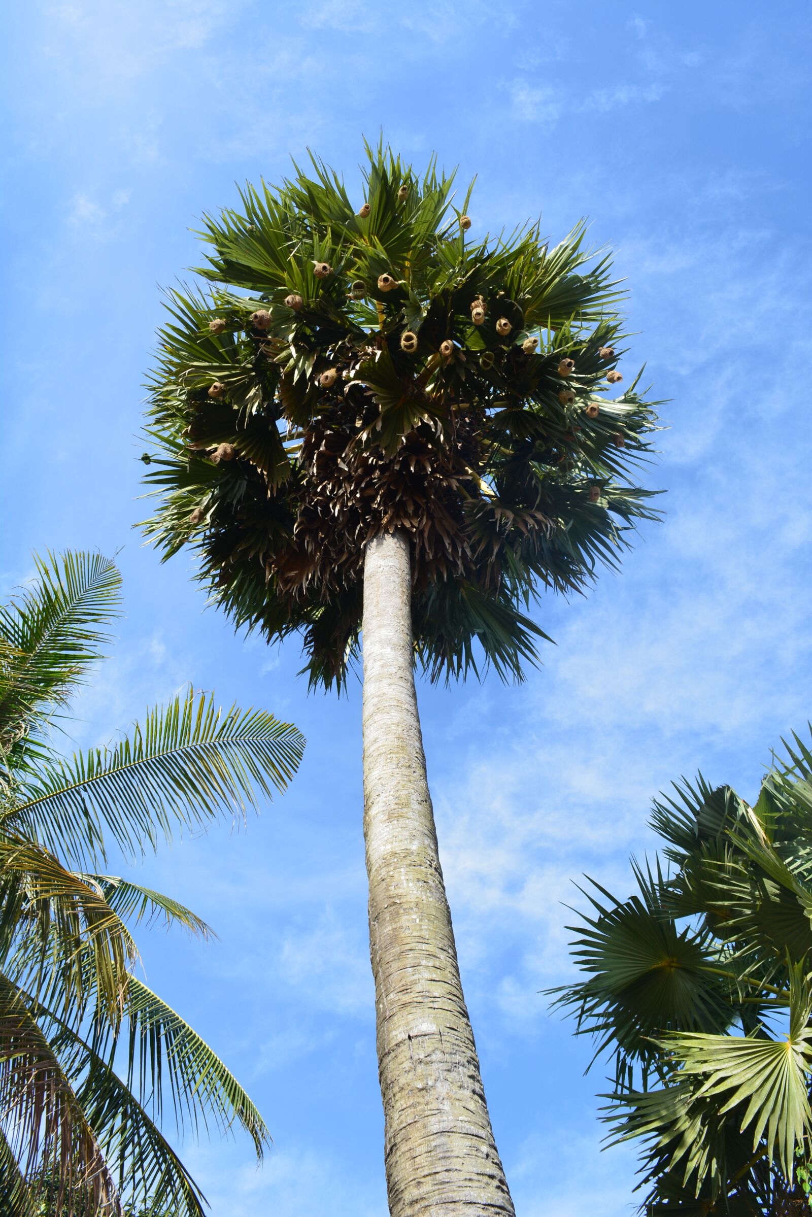 Nikon D5200 sample photo. Palm tree, tree, tropical photography